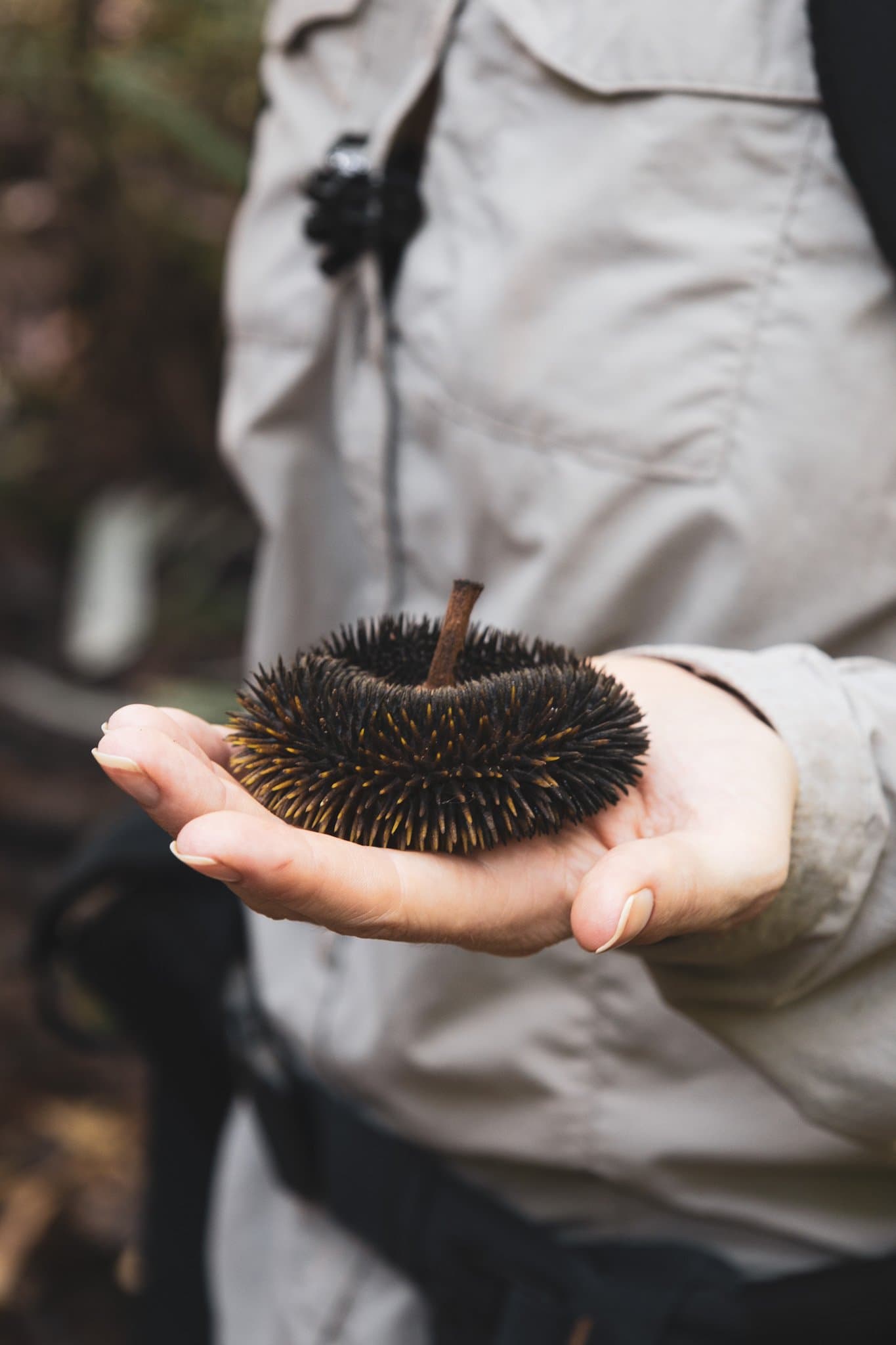 The forest hands you things you can't quite name, and that's half the fun. A guide's open hand holds a dark, densely spined spherical seed pod during an amazon turtle lodge rainforest hike