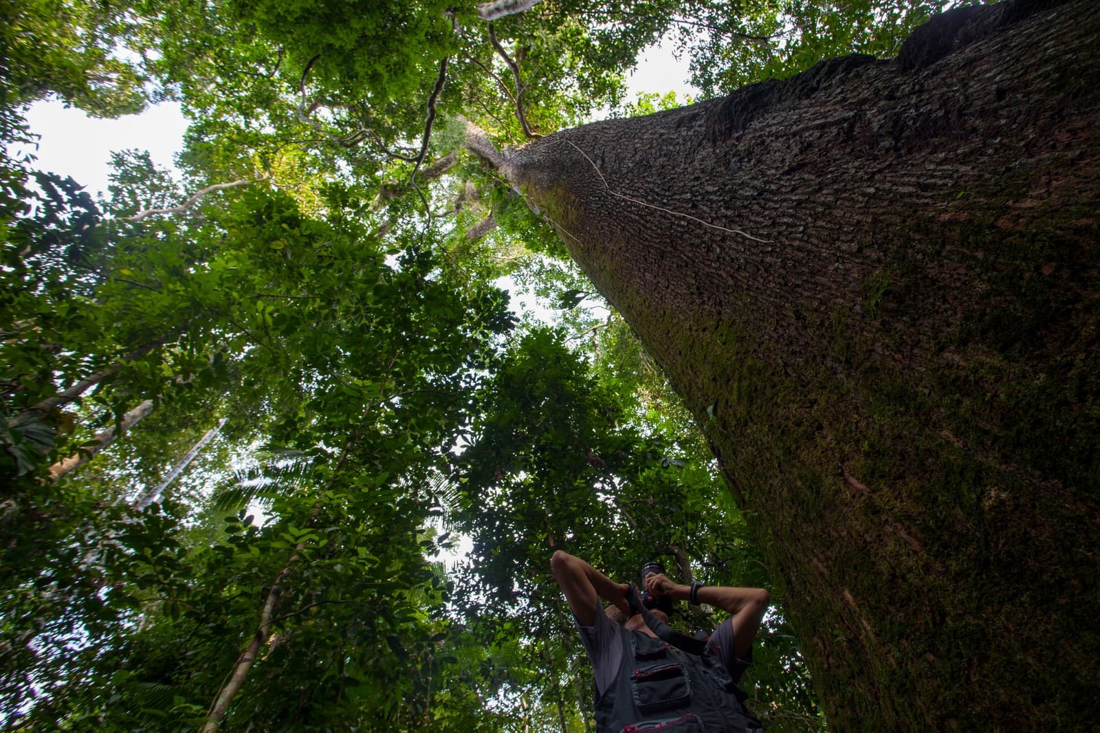 Some trees here are older than most countries. Looking up is compulsory. Photo: Samuel Melim A photographer tilts his head back to look up the towering trunk of a giant rainforest tree during birdwatching in the Amazon rainforest, with a dense green canopy spreading overhead