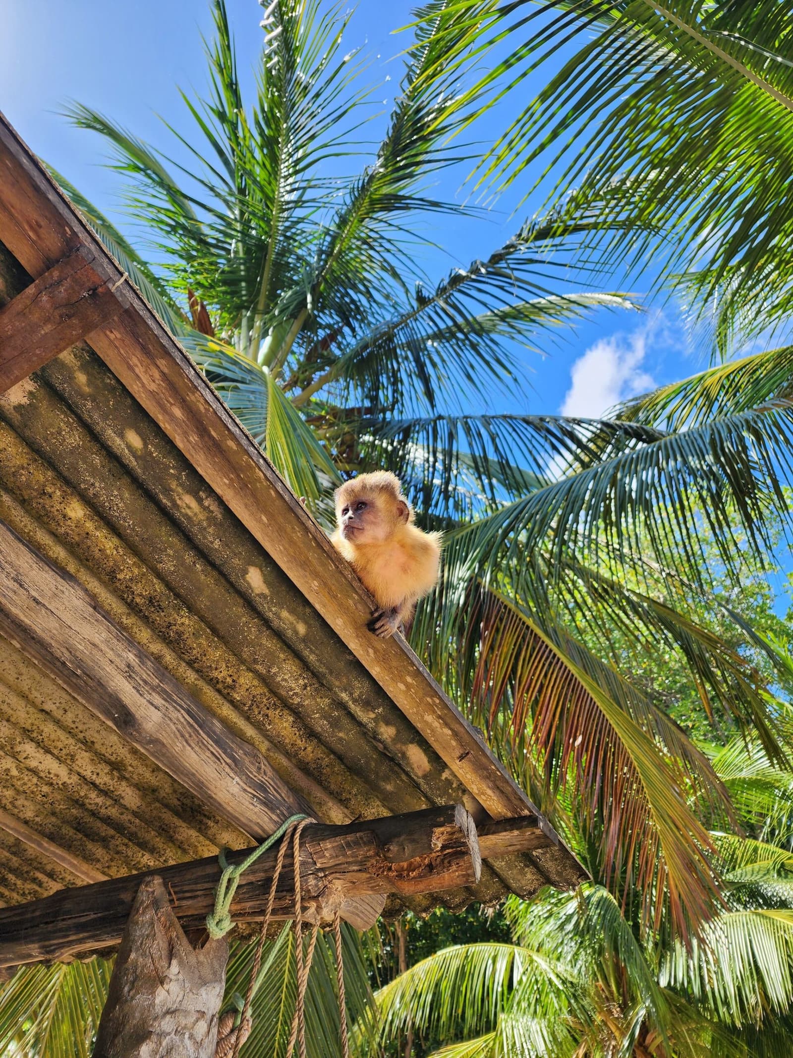 Tiny landlord, zero rent, full confidence. A young capuchin monkey perches on the edge of a rustic wooden rooftop surrounded by swaying palm fronds and a vivid blue sky, a memorable wildlife encounter on the Lençóis Maranhenses full itinerary