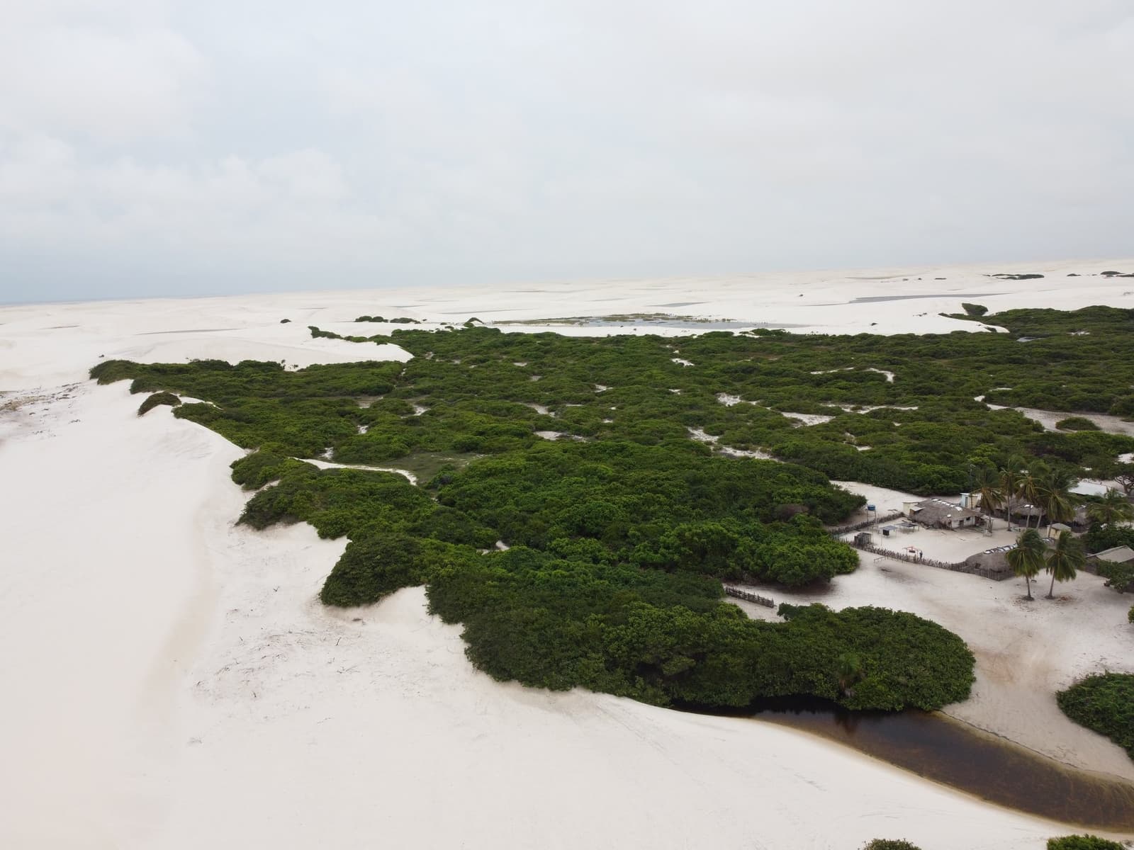 Sand and green in a standoff, neither quite winning. Aerial view of a dense green vegetation patch surrounded by white sand dunes in Lençóis Maranhenses trekking territory, with a small cluster of thatched-roof buildings and palm trees at the edge of the oasis