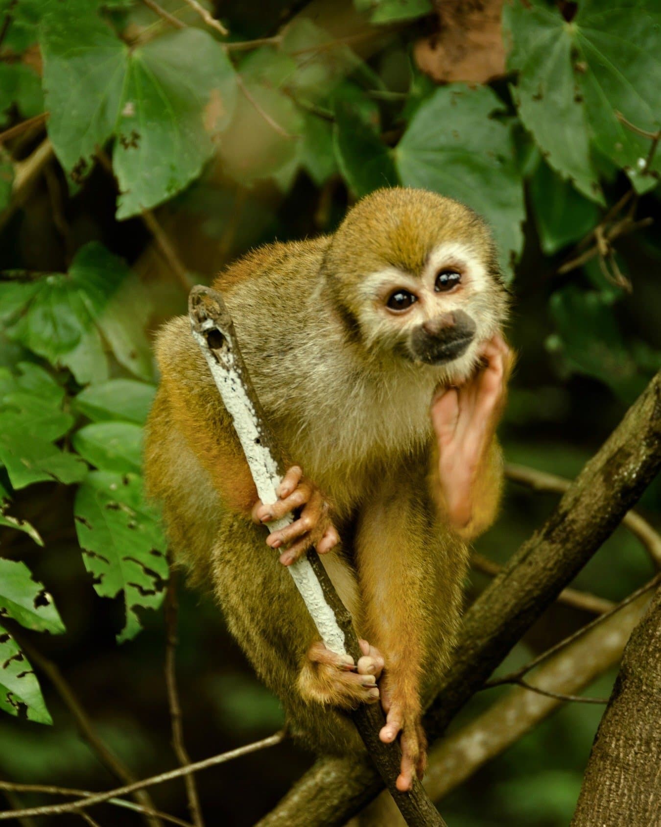 Tiny hands, very strong opinions about personal space. A squirrel monkey with golden-brown fur and a white-masked face grips a pale branch with both hands and feet amid lush green rainforest foliage near Mirante do Gavião