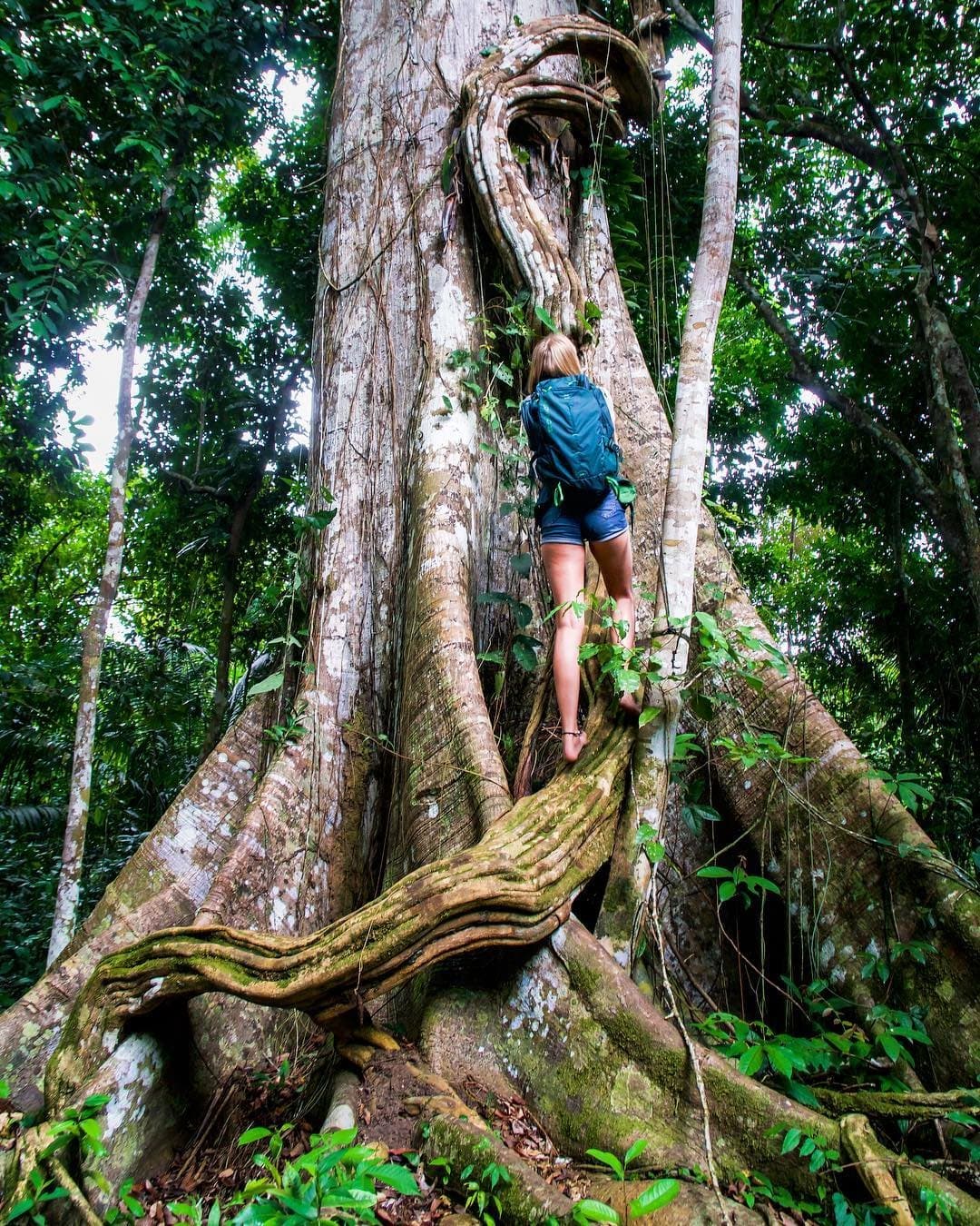 Some trees put your sense of scale through a full reset. A backpacker climbs between the massive buttress roots of a giant rainforest tree on an amazon river cruise brazil excursion, with lianas spiraling overhead in the dense jungle canopy