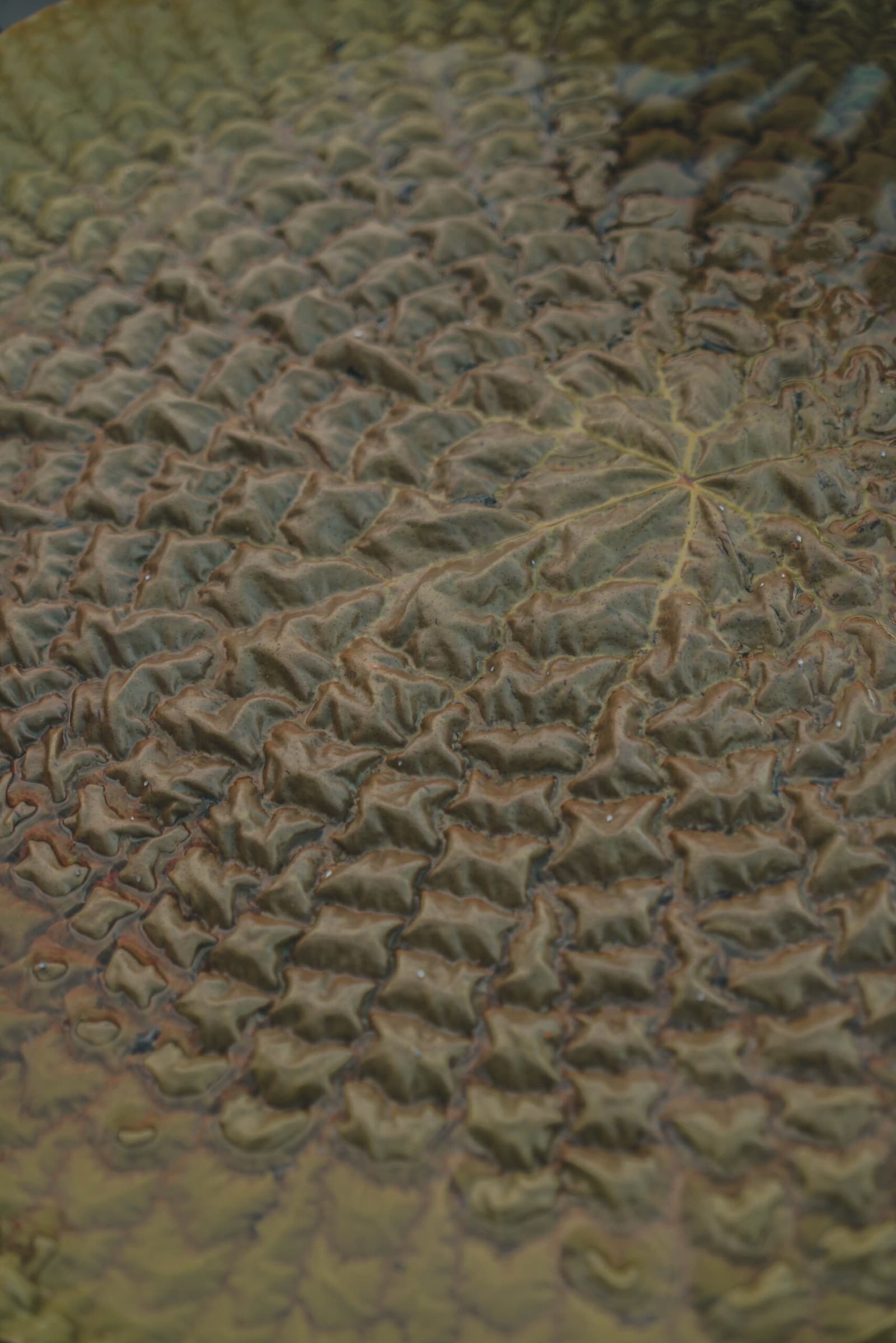 Nature's own embossed leather, grown in a single Amazonian day. Close-up of a giant water lily pad surface at amazon turtle lodge, revealing a dramatic quilted texture of dark green cells edged in rust-brown ribs radiating from the centre