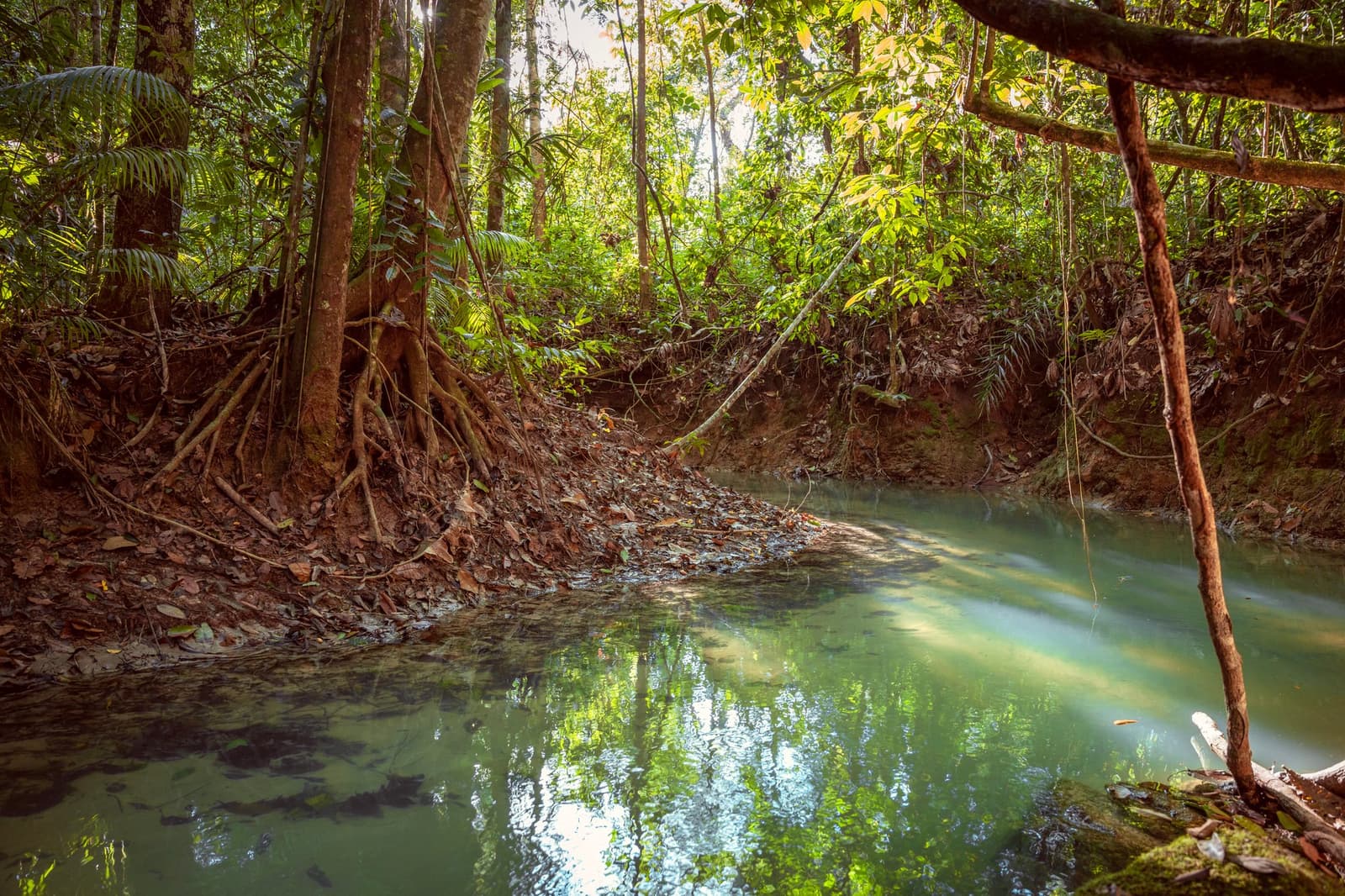 The forest keeps its best spots quiet. This creek is one of them. A still, pale-green creek winds through dense Amazon rainforest undergrowth, flanked by exposed tree roots and a leaf-littered bank — a quiet interior waterway ideal for birdwatching in the Amazon rainforest