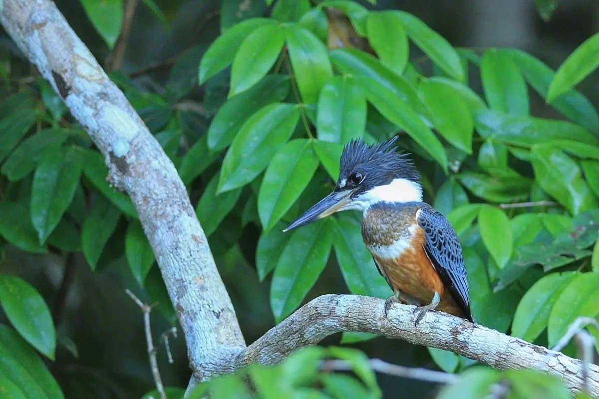 Patience, a good perch, and absolutely no intention of moving. A ringed kingfisher with a shaggy blue-grey crest, white collar, and rufous belly perches on a bare branch surrounded by lush green leaves, a classic sight during birdwatching in the amazon rainforest