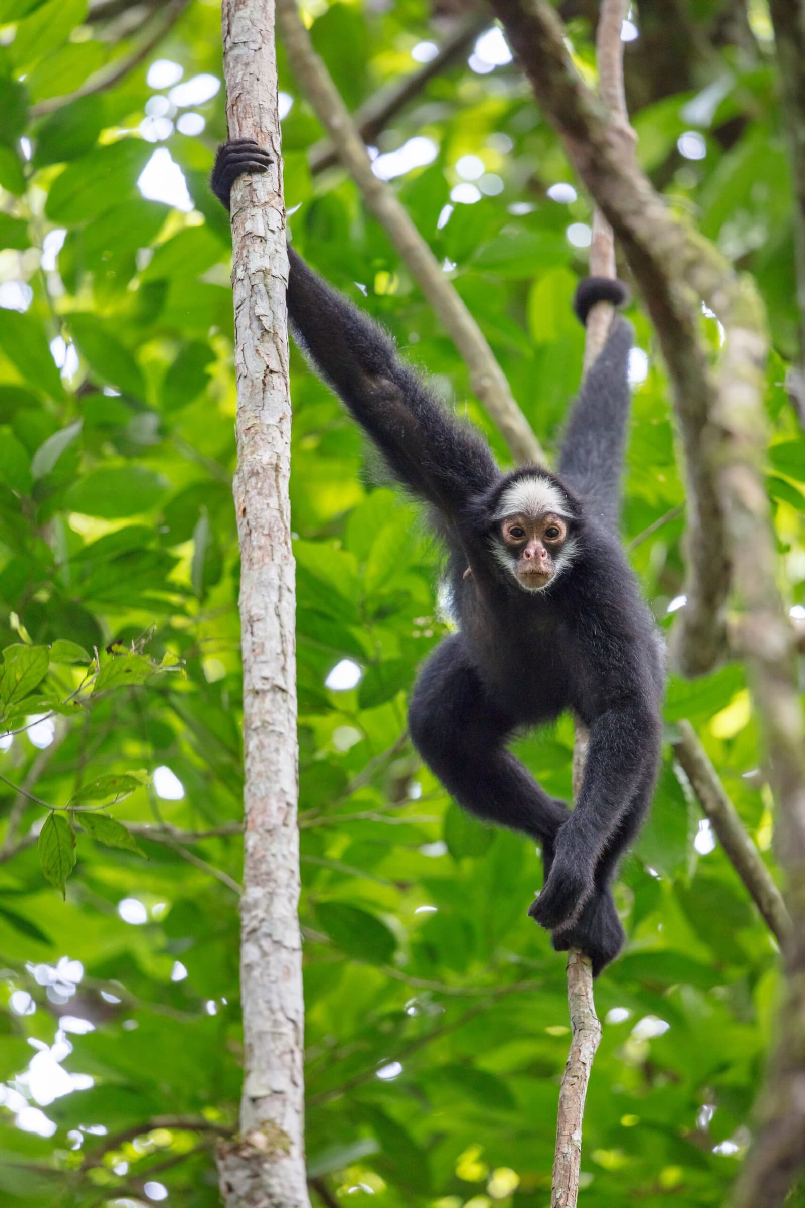Not every pair of eyes watching you from the canopy belongs to a bird. Photo: Joao Paulo Krajewski A black spider monkey with a pale face grips two slender tree trunks with its hands and prehensile tail while birdwatching in the amazon rainforest reveals that the canopy holds far more than birds