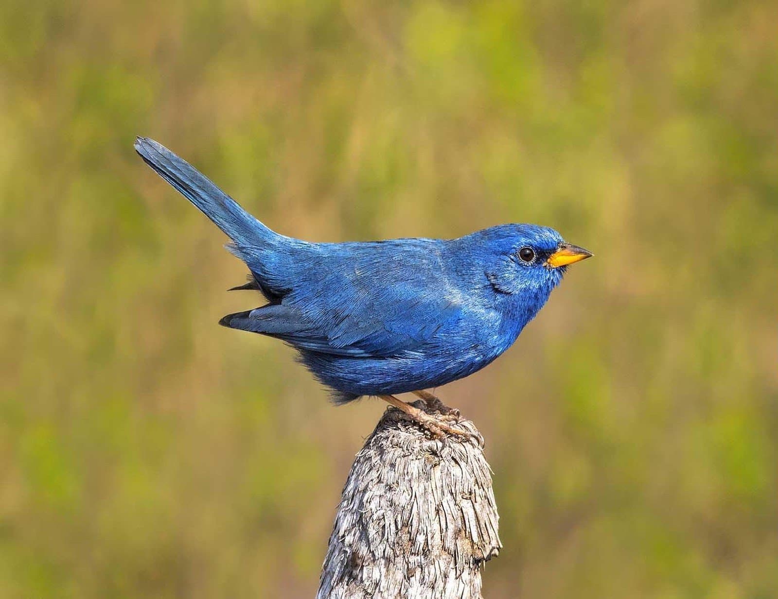 Tiny, electric blue, and clearly not worried about anything. A vivid cobalt-blue songbird with an orange beak perches on a weathered wooden stump against a soft green background, spotted on a Jalapão adventure in Brazil's Cerrado