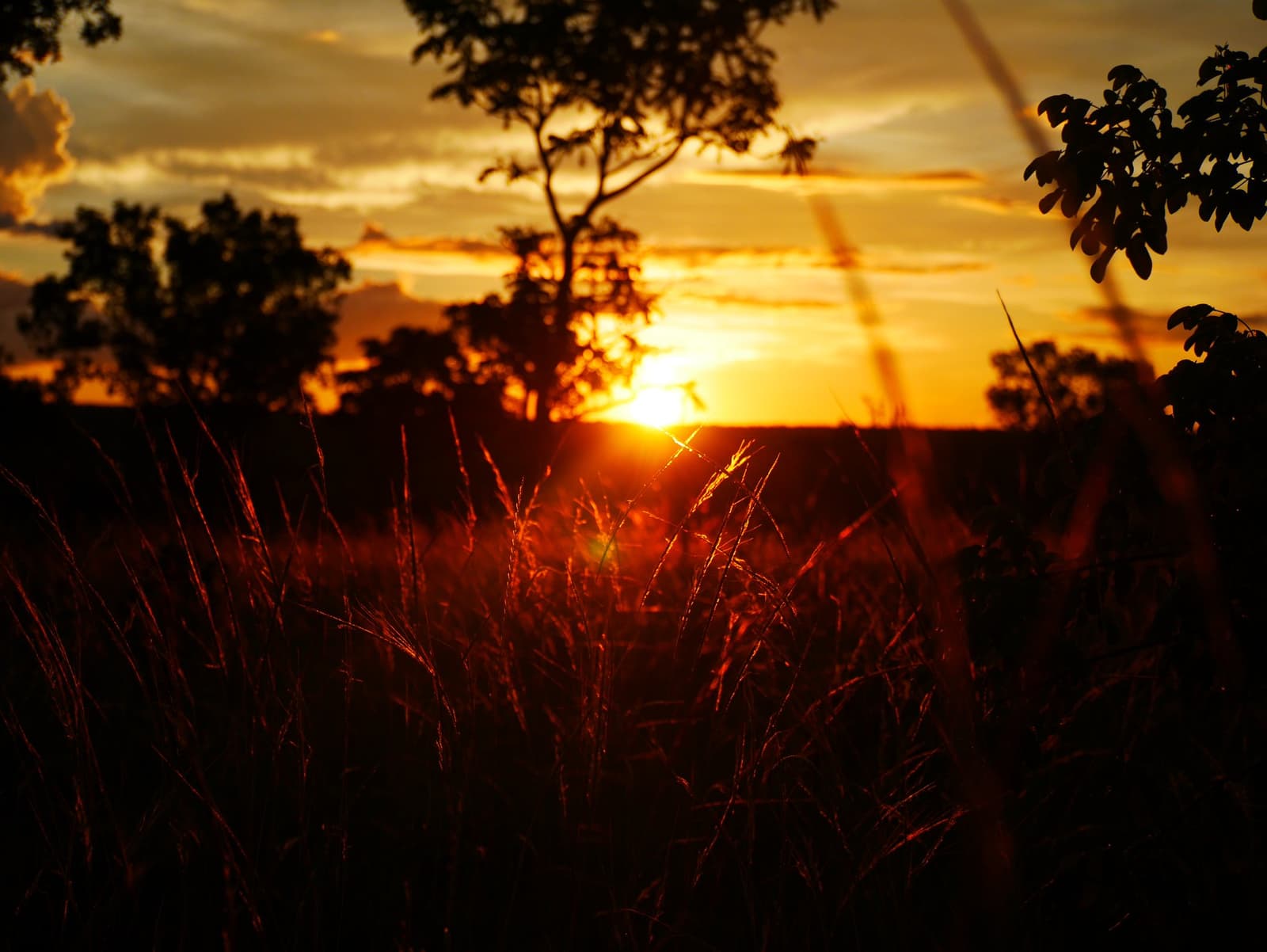 The kind of ending to a day on foot that makes the blisters negotiable. Golden sunset over cerrado savanna during a Jalapão trekking route, with wild grass seed heads glowing red in the foreground and silhouetted trees against an orange sky
