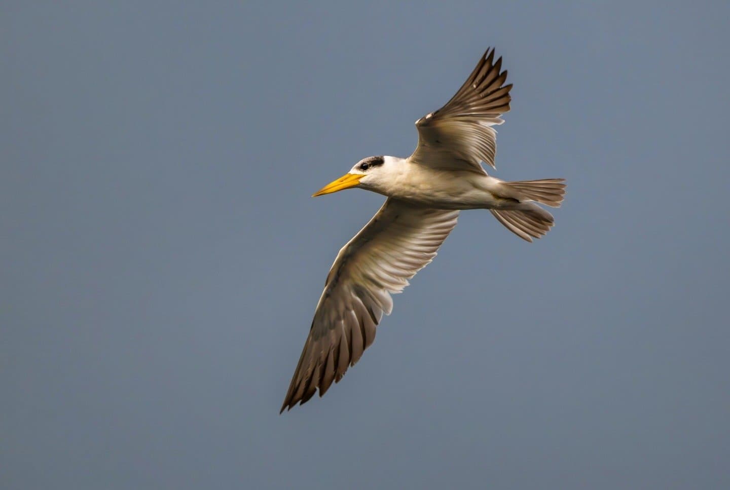 That orange bill cuts through the grey sky like a signal flare. A large-billed tern with a bright yellow bill soars against a grey sky near Mirante do Gavião, wings fully spread in mid-flight