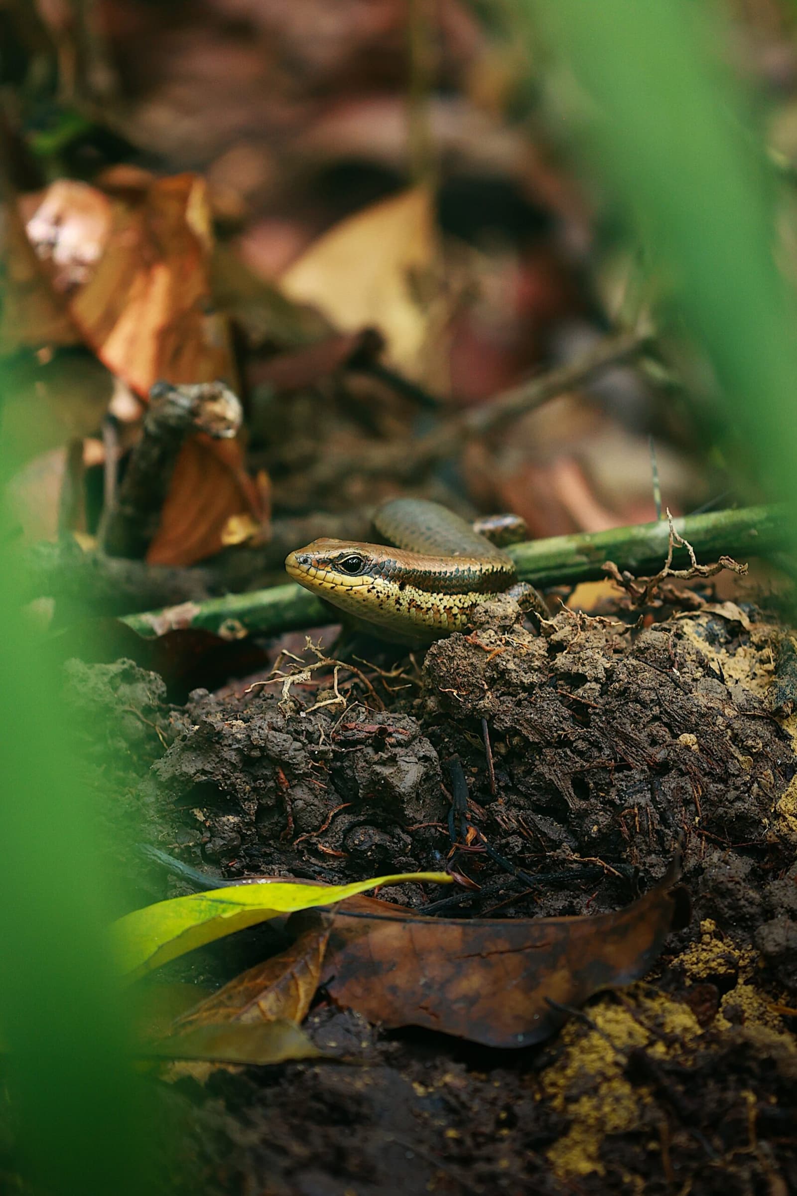 Patient, quick, and completely unbothered by being watched. A small brown-and-yellow-throated lizard perches on damp forest floor soil among fallen leaves and thin stems at amazon turtle lodge