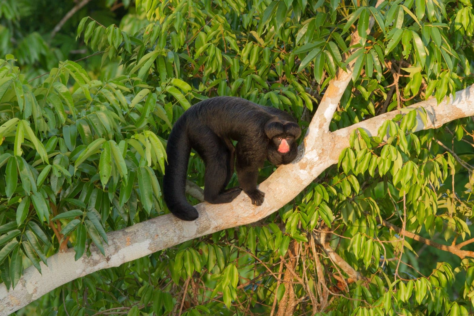 Even the mammals know the best perch in the forest. Photo: Jorge Lopes A black-furred monkey with a pink bare face perches on a pale tree branch amid dense green Amazon rainforest canopy, part of a birdwatching in the amazon rainforest tour at Cristalino