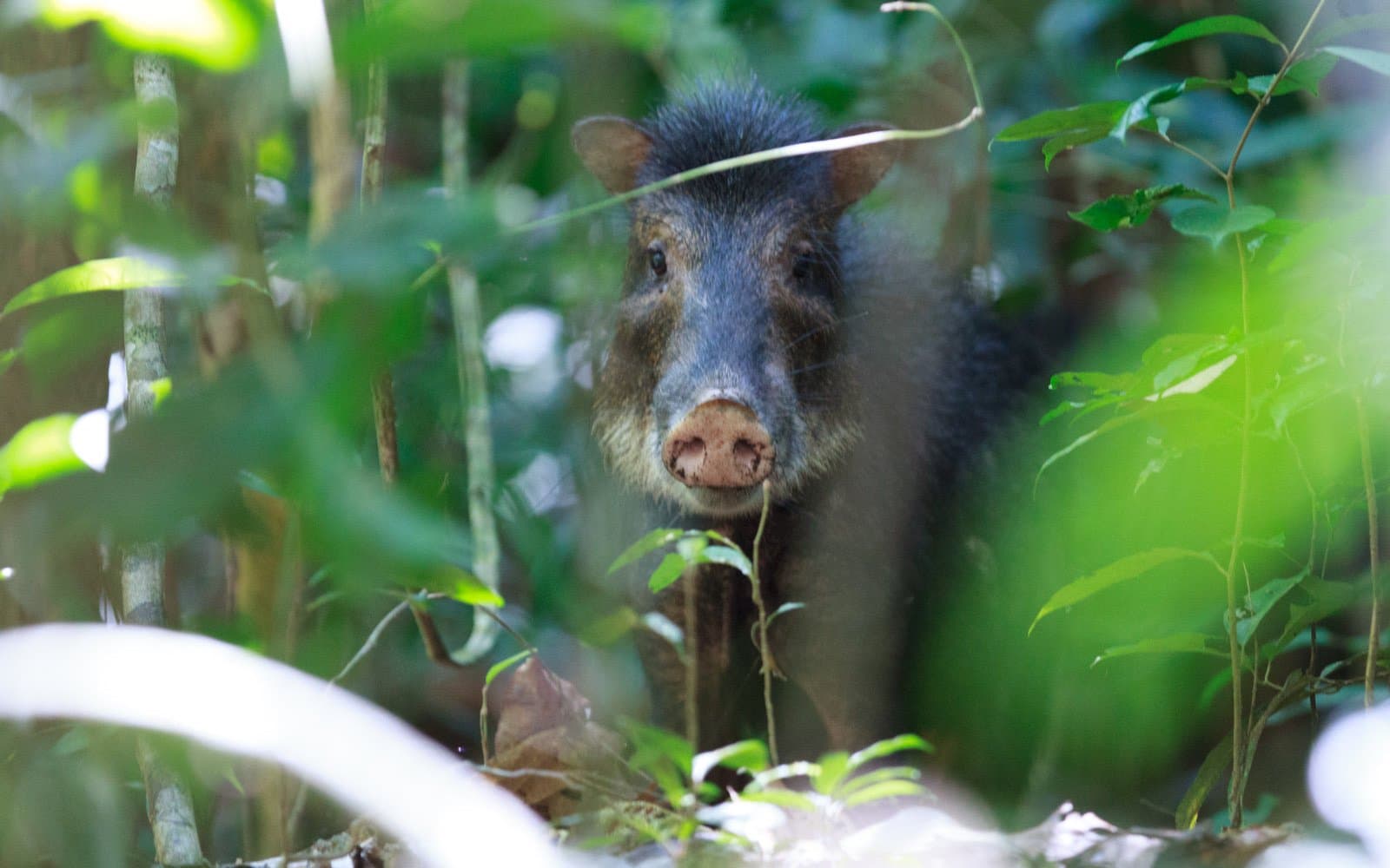 Not every sighting on a birding walk has four legs and a pink snout. Photo: Jorge Lopes A dark-bristled peccary peers directly at the camera through dense green understory foliage in an Amazon rainforest, its pink snout and alert dark eyes clearly visible between stems and leaves.