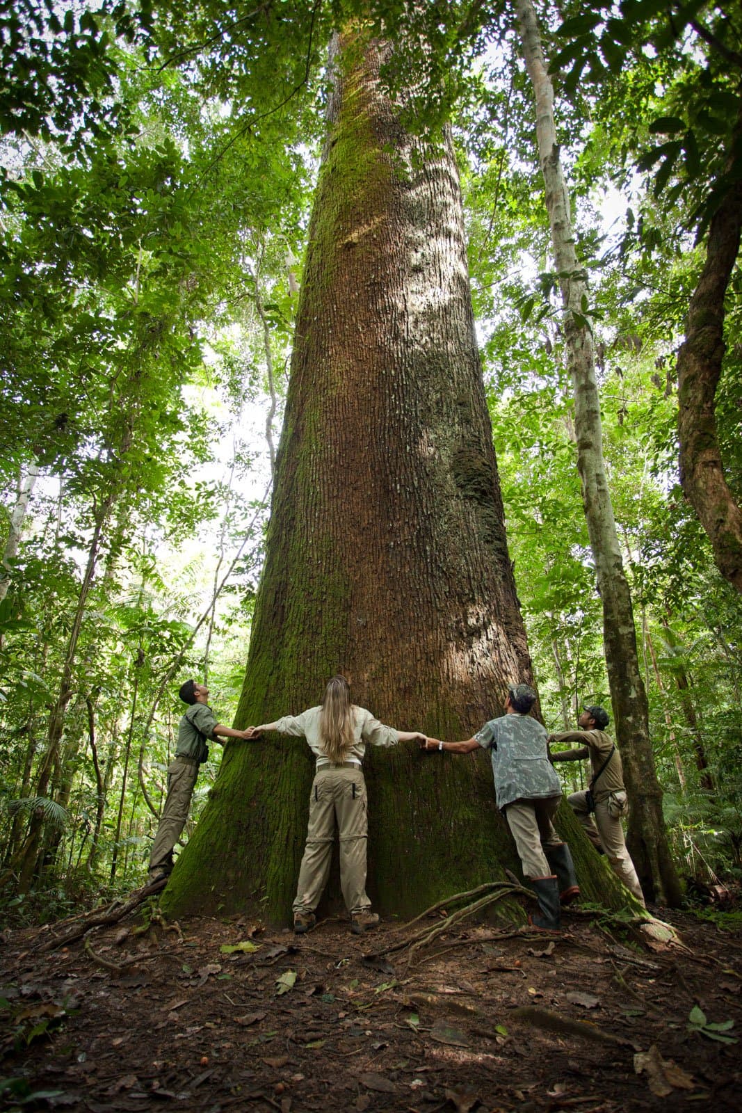 Four people, one tree, and a quiet reminder of who was here first. Photo: Samuel Melim Four visitors join hands around the massive moss-covered base of a giant rainforest tree during a birdwatching in the amazon rainforest jungle hike at Cristalino, their arms barely spanning its girth
