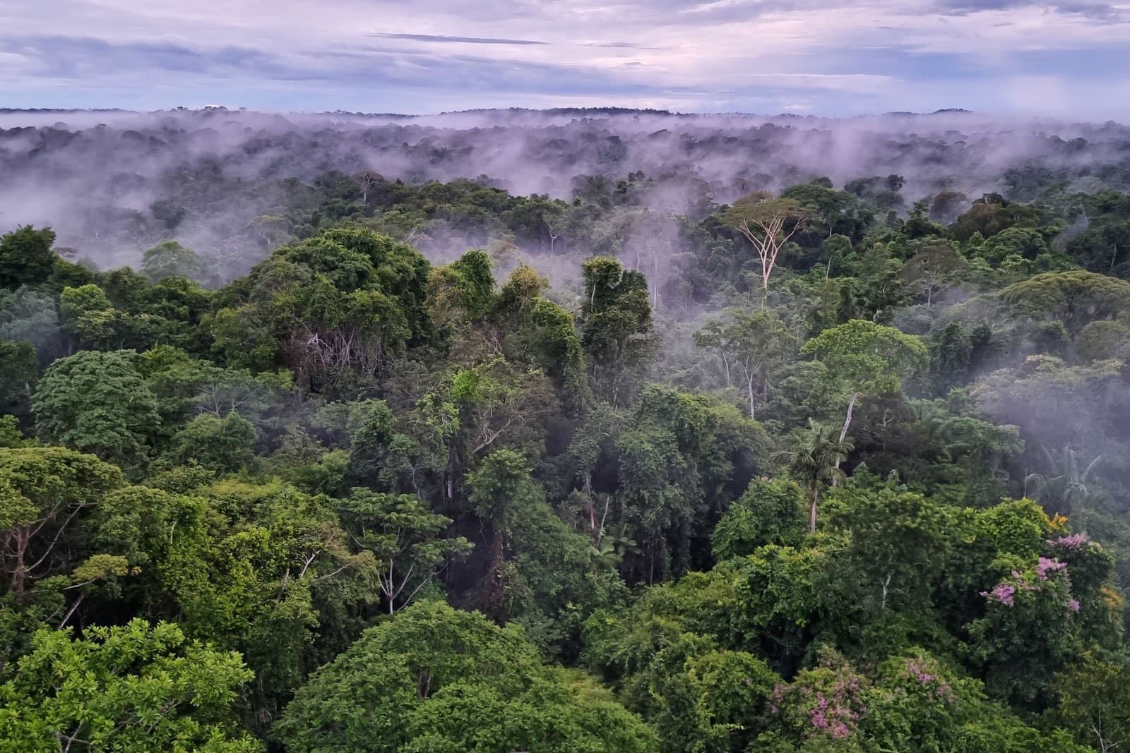 Morning mist and the forest breathing, this is what the day sounds like before the birds do. Photo: Rafael Ferraz Aerial view of dense Amazon rainforest canopy covered in low morning mist, with towering emergent trees and a pink-flowering tree visible at lower right, ideal for birdwatching in the Amazon rainforest