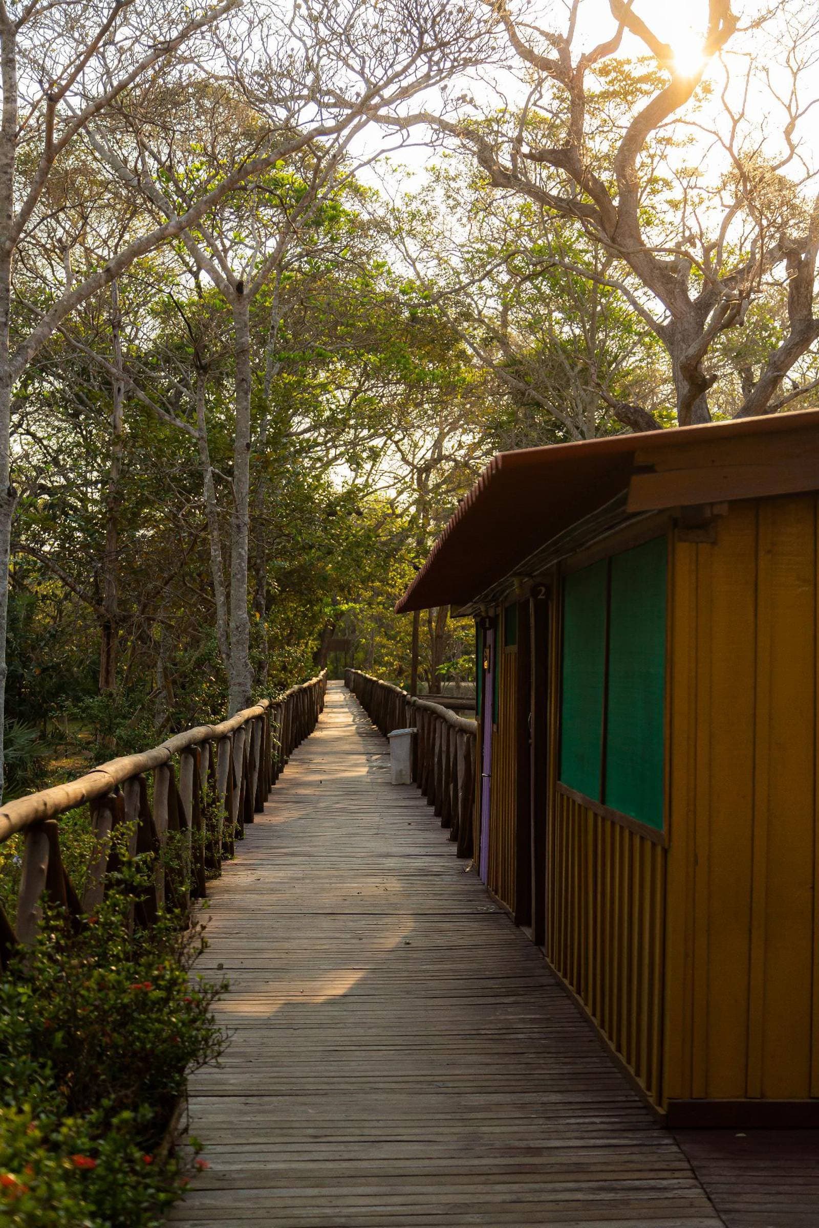 The kind of corridor that makes you slow down without trying. A wooden boardwalk runs alongside colourful lodge cabins at a budget Pantanal tour property, framed by tall dry-season trees with sunlight filtering through the canopy