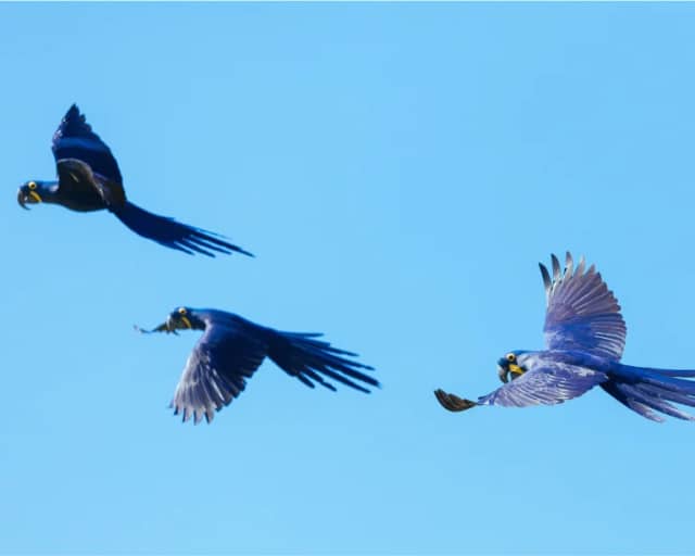 10 Amazing Facts About the Pantanal 10 Amazing Facts About the Pantanal