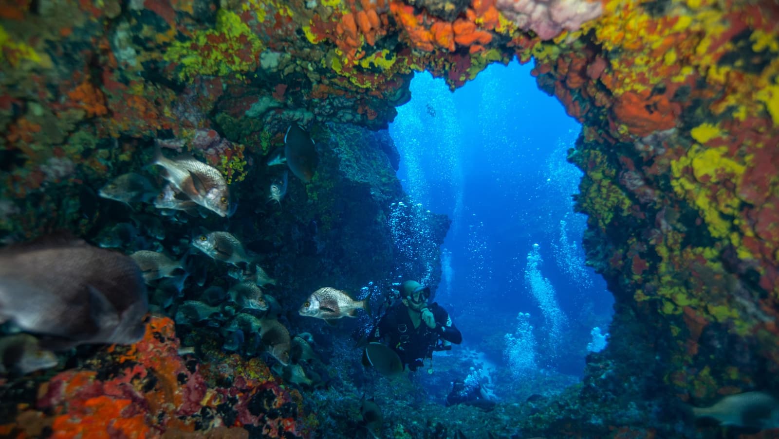 The reef has rooms you never knew existed. This is one of them. A scuba diver hovers inside a colourful encrusted rock arch during a 2-Day Diving Package in Fernando de Noronha, surrounded by a school of fish and vivid orange and yellow sponges framing a deep blue open water view