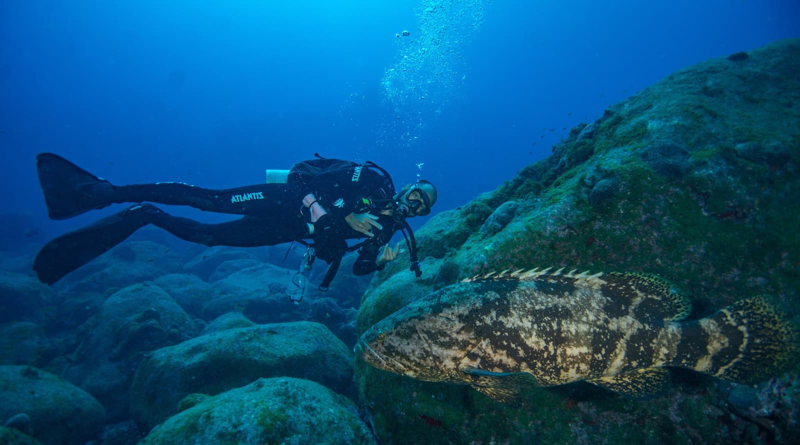 Getting within arm's reach of a goliath grouper, the fish is clearly unbothered. A scuba diver hovers face-to-face with a massive mottled grouper resting on algae-covered boulders during a 2-day diving package in Fernando de Noronha, bubbles rising into deep blue water above