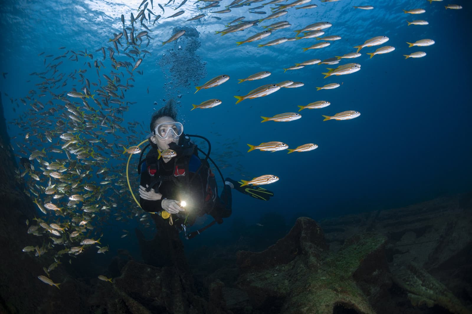 Surrounded on all sides, and somehow still calm about it. A scuba diver holding a torch hovers among a dense school of yellow-striped fish over a rocky reef during a 2-Day Diving Package in Fernando de Noronha