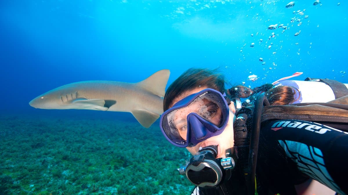 Not every dive buddy was planned, but some are better than others. A scuba diver comes face to face with a reef shark gliding past during a 2-Day Diving Package in Fernando de Noronha, with algae-covered seafloor visible below in clear blue water