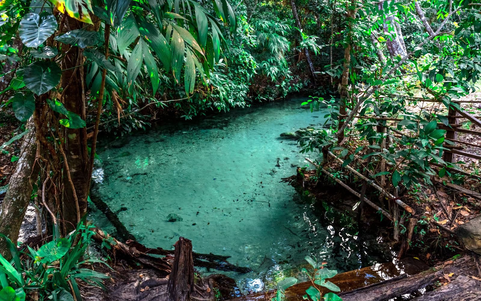 Impossibly clear water bubbles up from the earth, ringed by jungle. Photo: Alberto Andrich A turquoise natural spring pool surrounded by dense tropical vegetation on the 4-day Jalapão tour, with crystal-clear water revealing the sandy bottom below