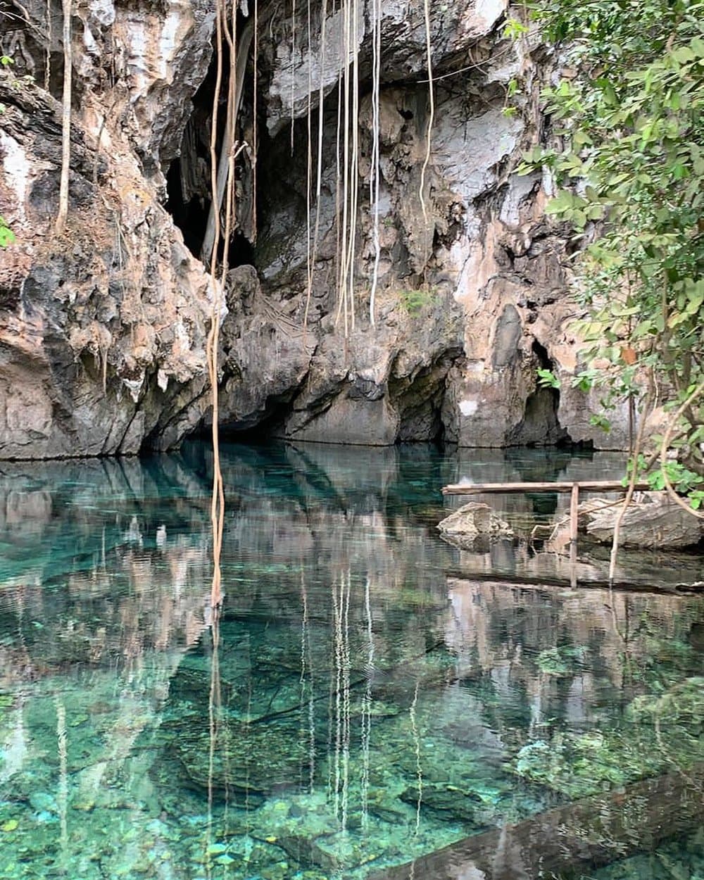 Vines dangle, the water glows teal — stillness you can swim in. Crystal-clear turquoise water filling a natural limestone cave pool on the 4-day Jalapão tour, with long trailing vines hanging from the rocky overhang and a small wooden platform at the water's edge