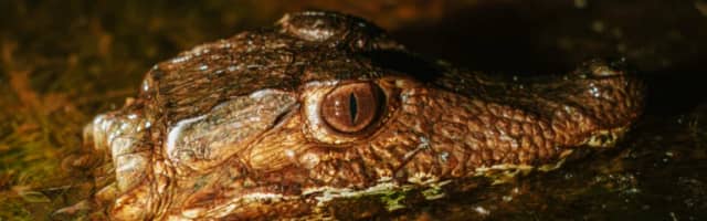 Best Brazil Wildlife Tours and Destinations Best Brazil Wildlife Tours and Destinations