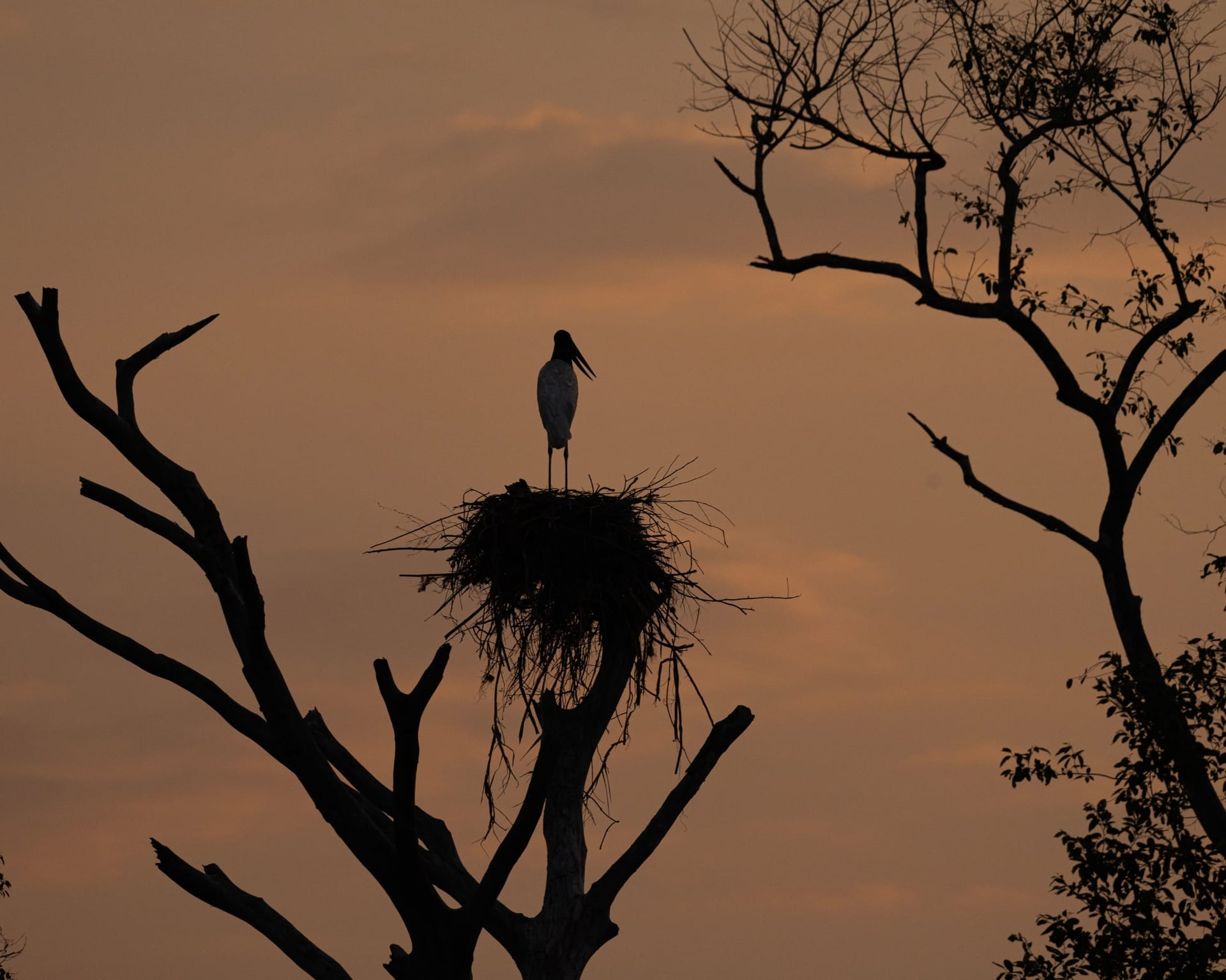North or South Pantanal: Which One Should you Visit? North or South Pantanal: Which One Should you Visit?