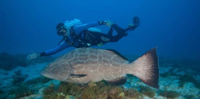 Best Diving Spots in Fernando de Noronha Best Diving Spots in Fernando de Noronha