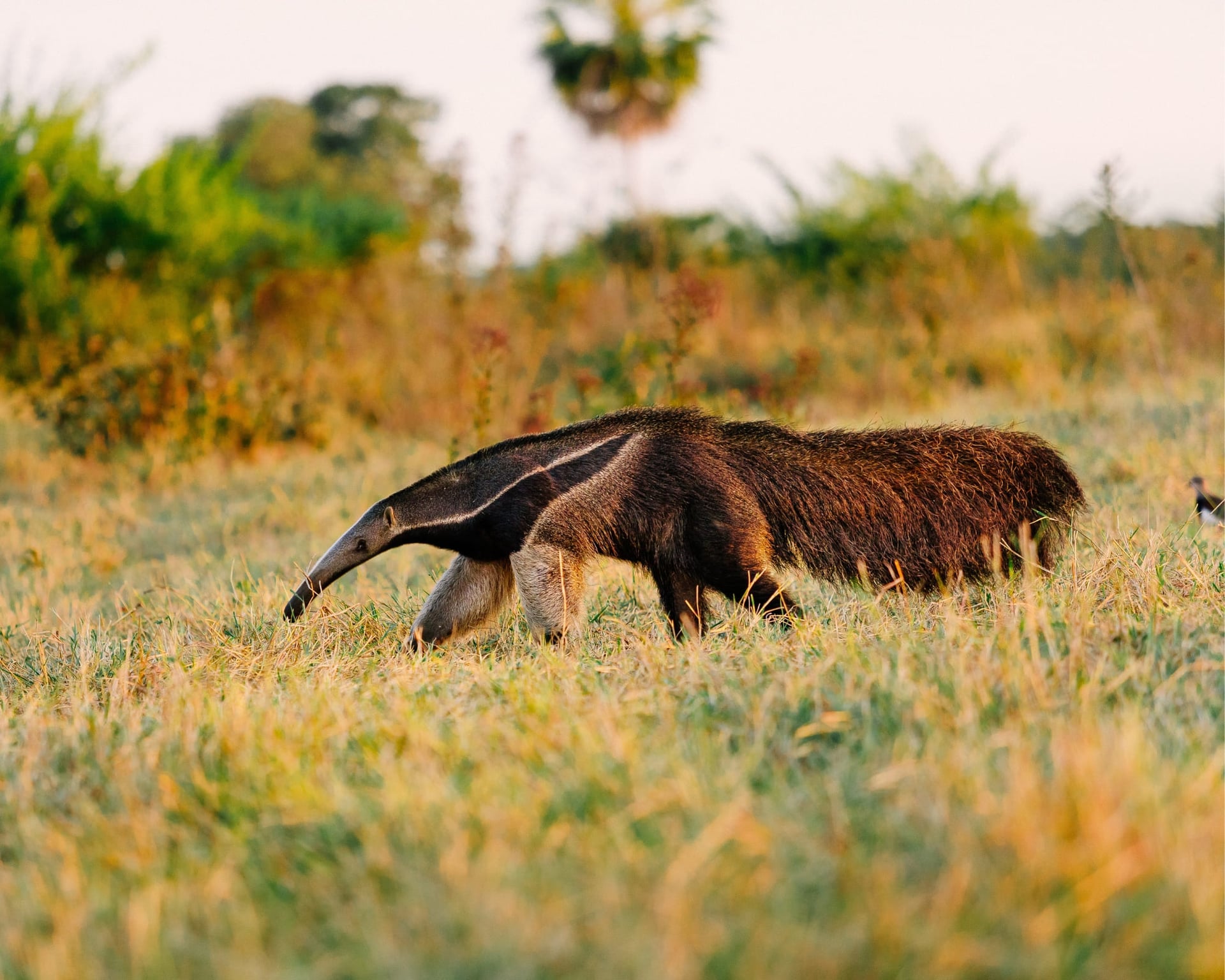 How many days should you stay in the Pantanal, Brazil? How many days should you stay in the Pantanal, Brazil?