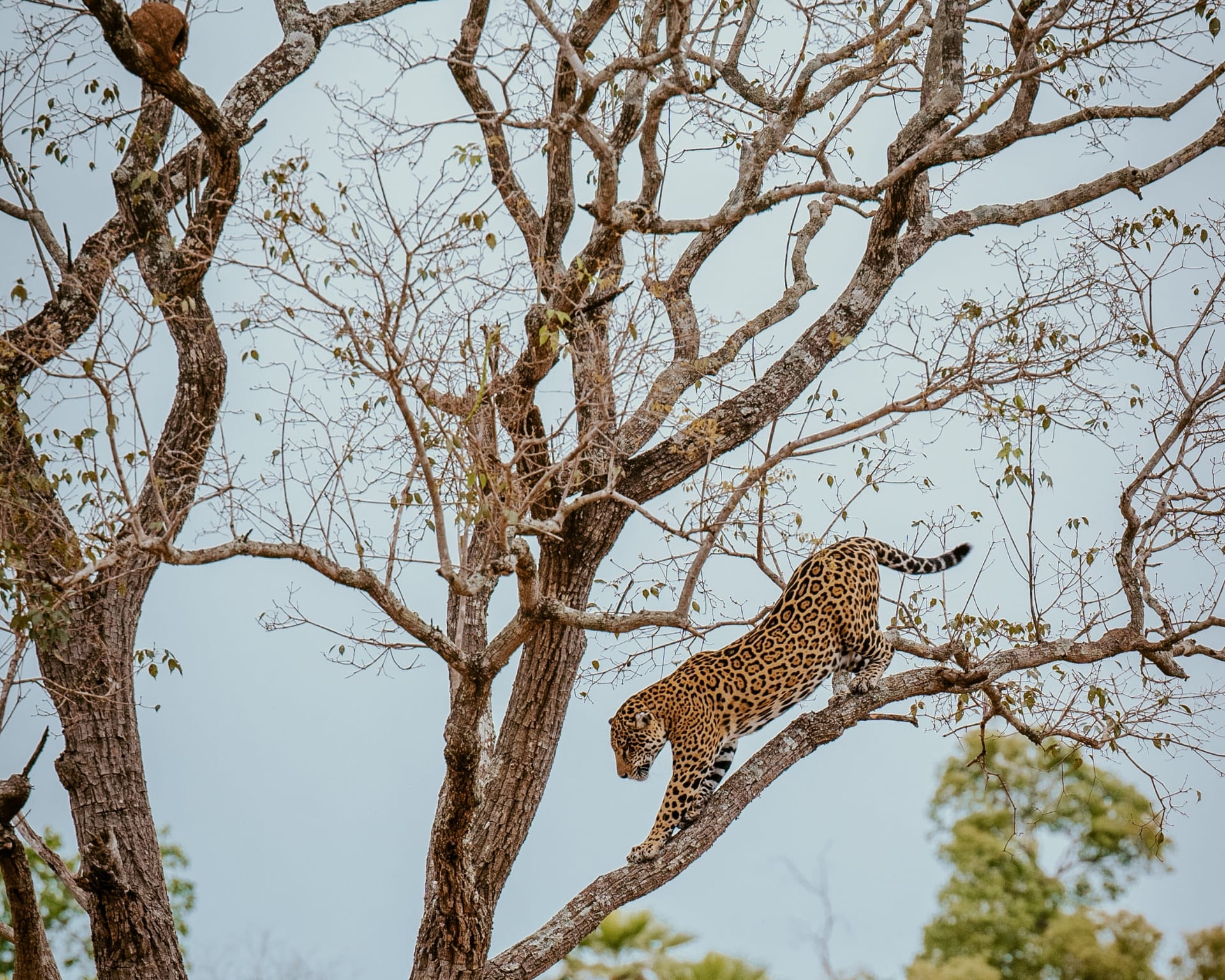 10 Fascinating Facts About Jaguars and Why Brazil Is Their Stronghold 10 Fascinating Facts About Jaguars and Why Brazil Is Their Stronghold