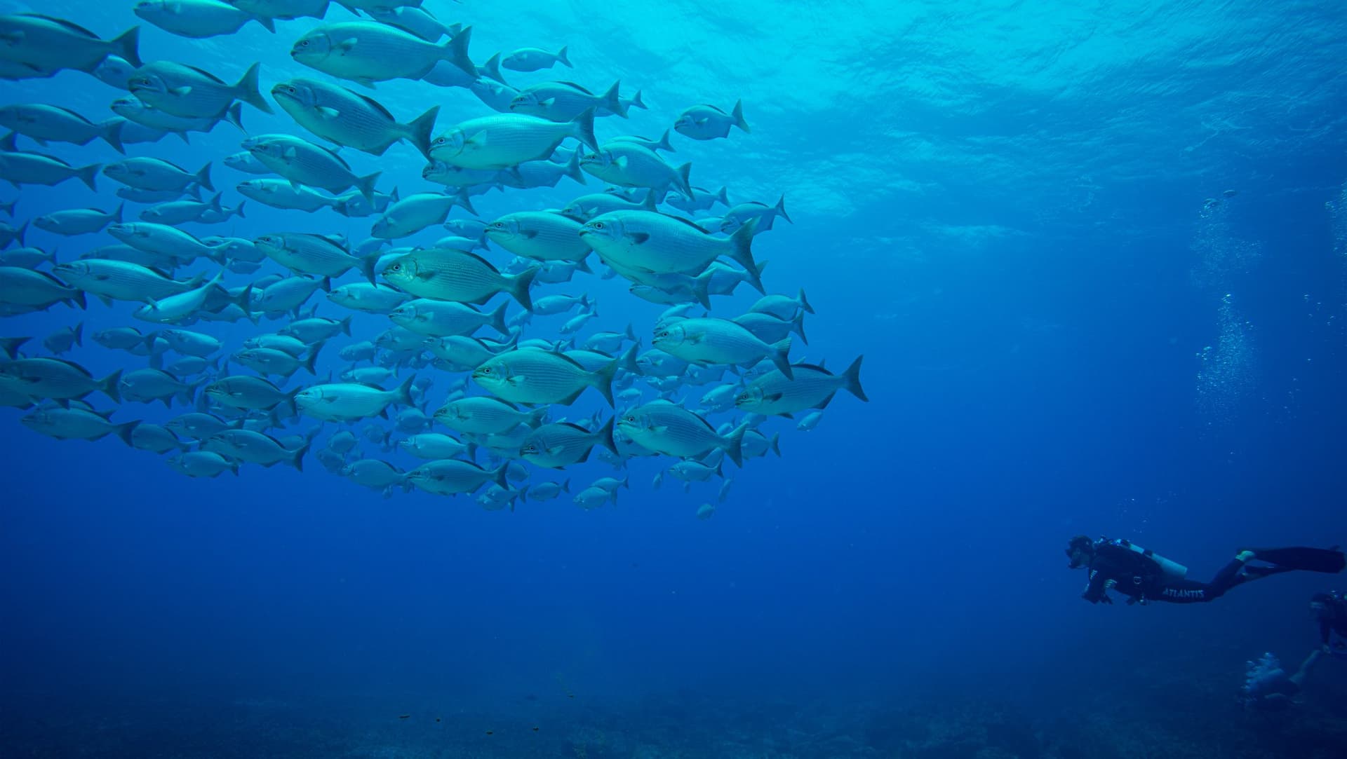 Advanced Adventurer Diving Course in Fernando de Noronha Advanced Adventurer Diving Course in Fernando de Noronha