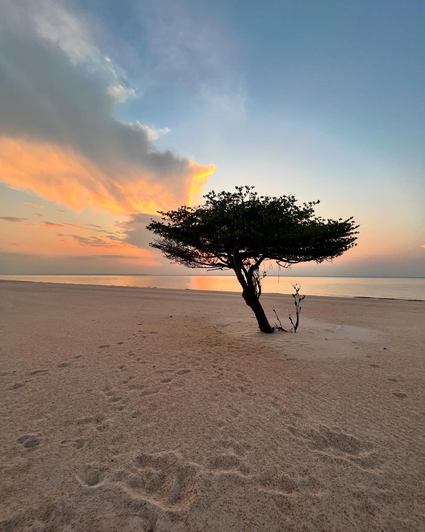That tree has watched a thousand sunsets, and it still shows up early. A lone wind-shaped tree stands on a wide white-sand beach at sunset during an Amazon cruise from Alter do Chão, with fiery orange clouds reflected on the calm water