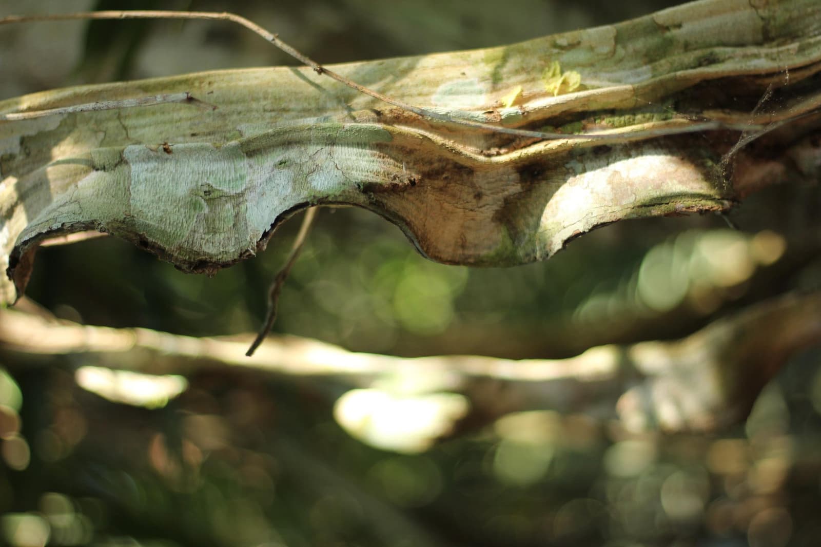 The forest keeps its best details for those who slow down. A close-up of a large dried and curling leaf or piece of bark on a branch, revealing the layered textures of the Amazon rainforest understory on an Amazon cruise from Alter do Chão