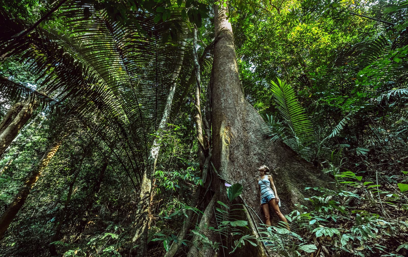 Some trees earn their seniority. This one has been here longer than most countries. A traveller gazes up at the towering buttressed trunk of a giant Samaúma tree during an Amazon cruise from Alter do Chão, surrounded by dense rainforest palms and lianas