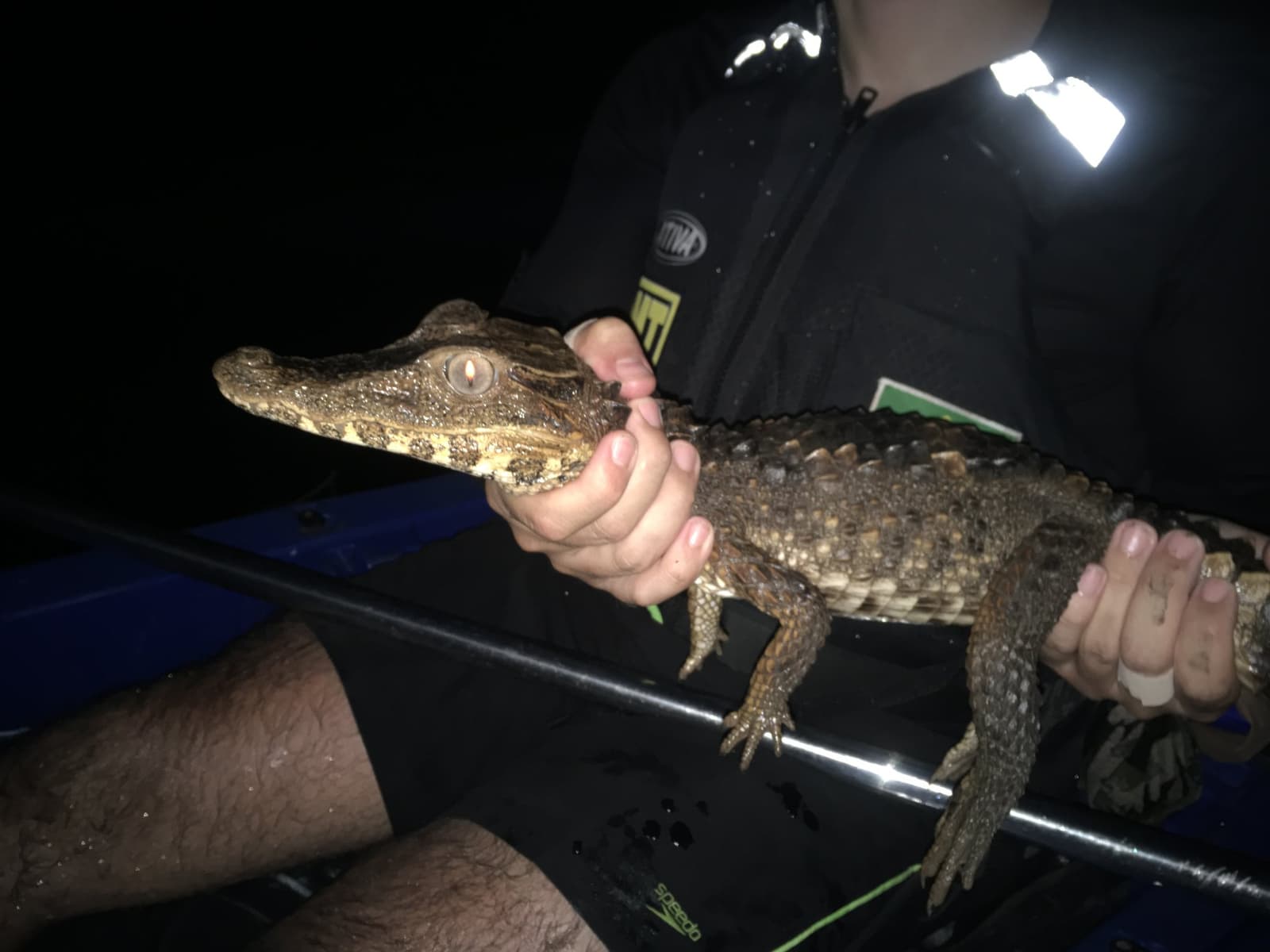 Tiny, ancient, and completely unbothered, the Amazon puts things in perspective. A guide holds a small baby caiman under torchlight during a night wildlife encounter on an Amazon kayak tour in Brazil, its eye glowing amber in the darkness