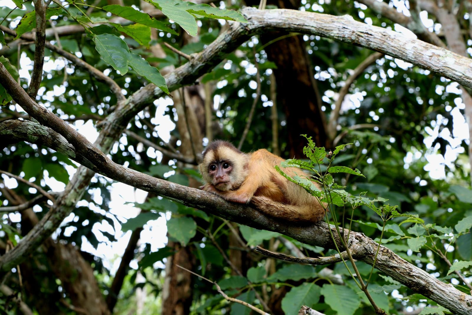 Caught mid-lounge, this capuchin has the right idea about a slow afternoon. A tawny capuchin monkey rests flat on a tree branch amid dense green jungle canopy, gazing directly at the camera — a close wildlife encounter on an Amazon kayak tour in Brazil