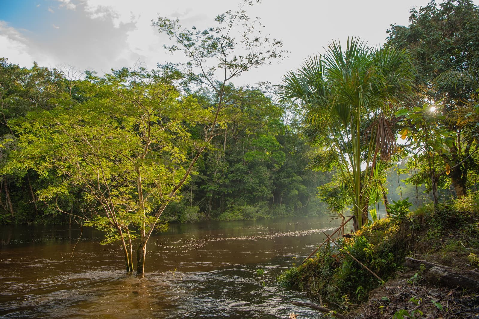 The river rises, the forest adapts, and the morning just watches. Sunlit trees standing in a flooded tropical river during an Amazon kayak tour in Brazil, with misty jungle canopy stretching into the distance