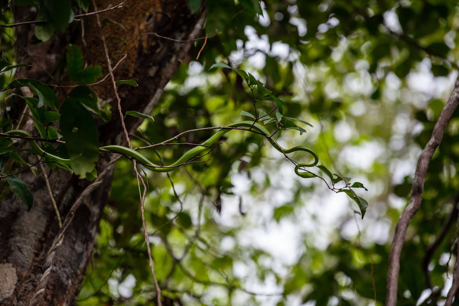 The forest has its own geometry, and vines write it in cursive. A slender bright-green snake draped along a thin branch high in the forest canopy, perfectly camouflaged among leaves on an Amazon kayak tour in Brazil