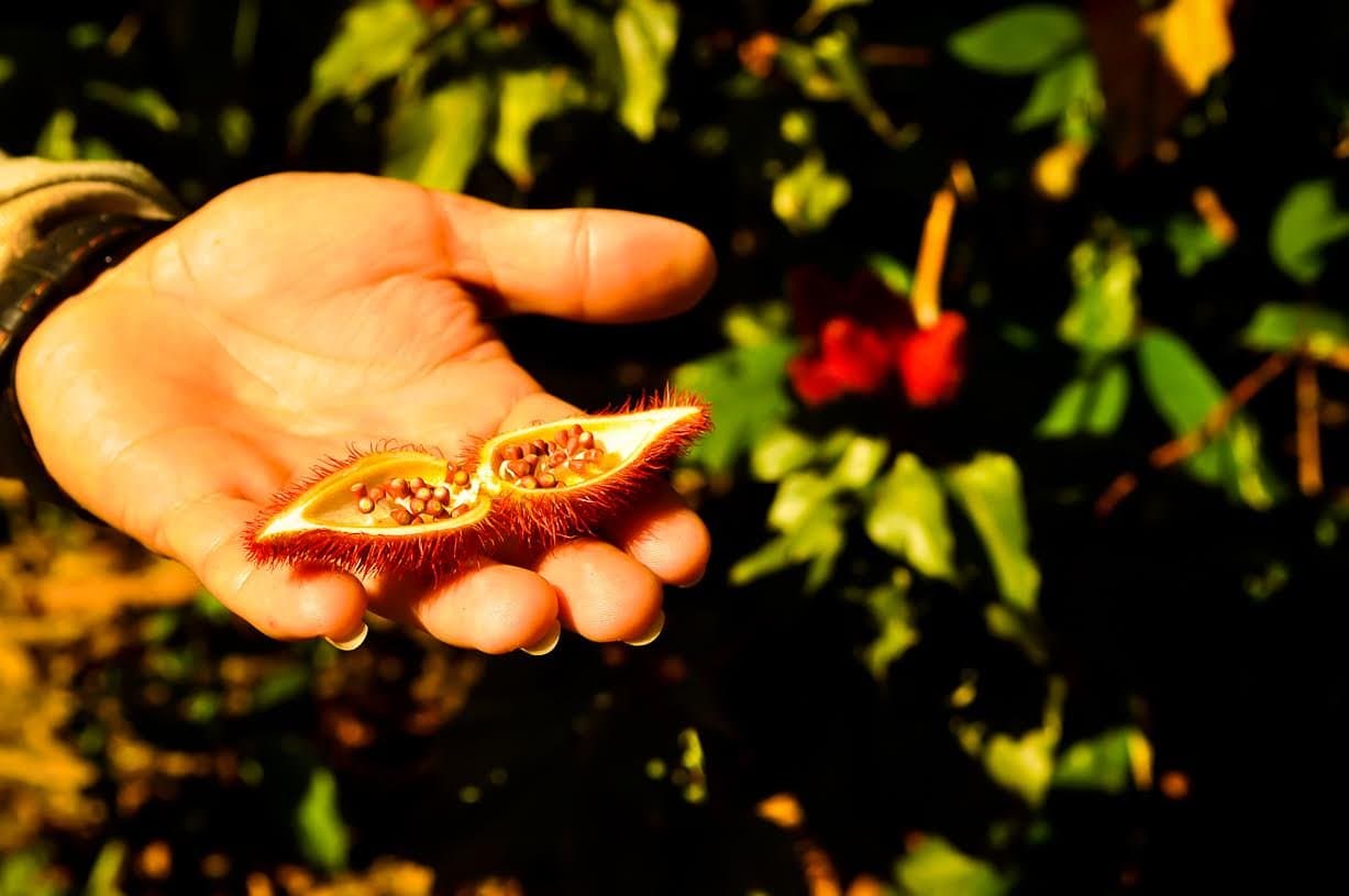 Urucum: the Amazon's original body paint, spice, and sunscreen, all in one pod. A hand holds an open spiky red achiote seed pod revealing bright orange seeds inside, during an Amazon survival tour plant identification lesson