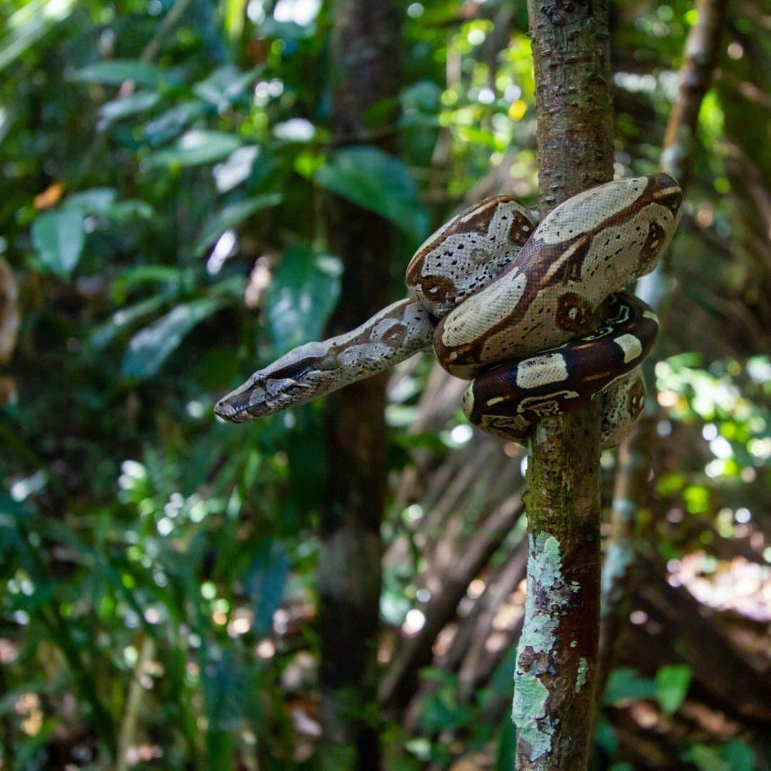 Patience personified, this boa has been holding that branch longer than you've been watching. A large boa constrictor coiled tightly around a slender tree trunk in dense Amazon jungle undergrowth, its cream and brown patterned scales clearly visible