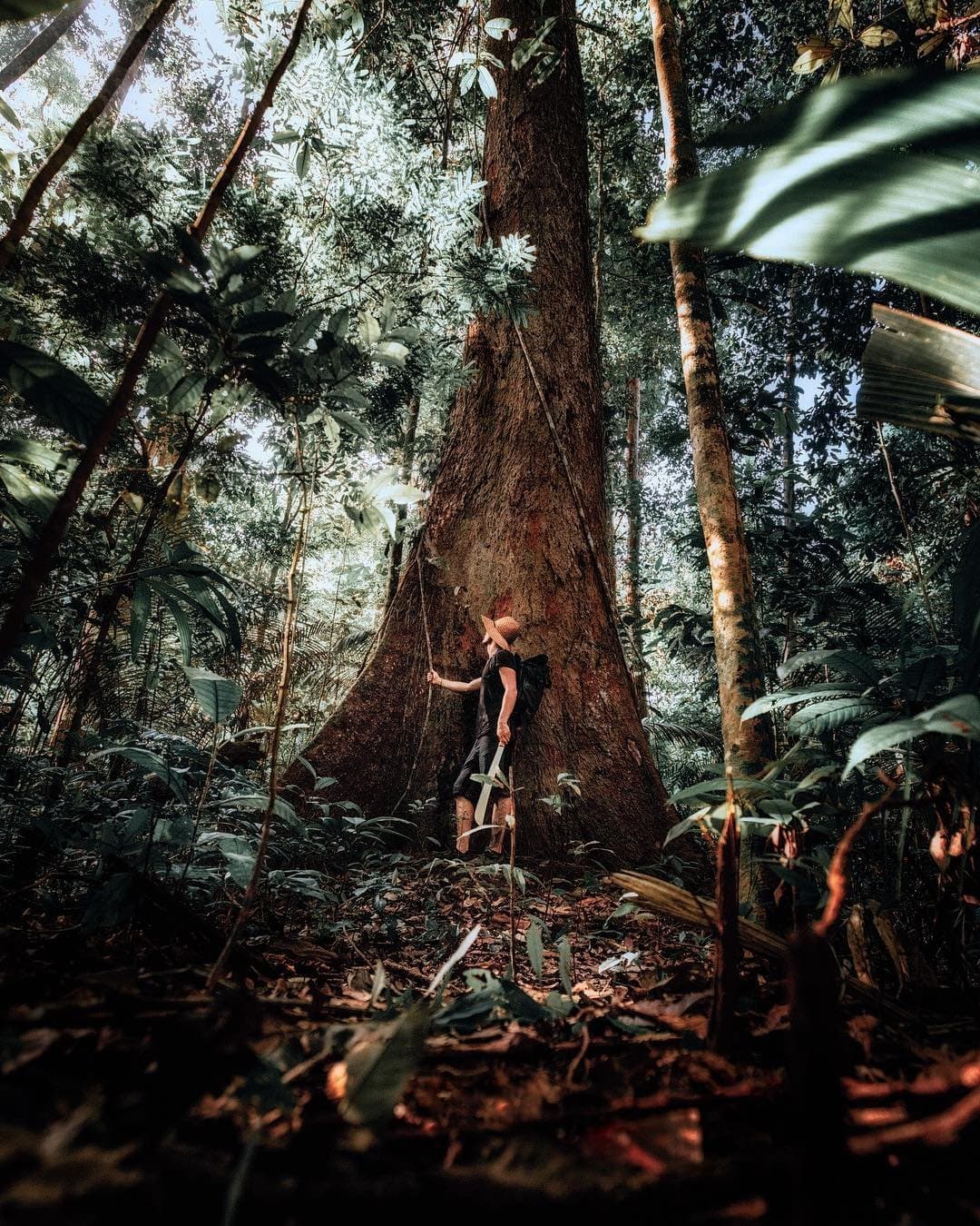 Some trees here have been growing since before your country had borders. A traveller wearing a straw hat presses against the massive buttressed trunk of a giant rainforest tree during an Amazon survival tour, dwarfed by its scale beneath a dense green canopy