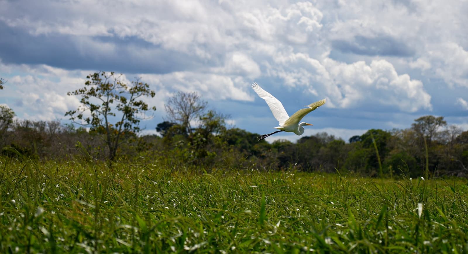 All that open sky, and it picked the best seat in the house. A large white egret soaring low over tall green grass on an Amazon survival tour, wings fully spread against a dramatic cloudy sky with scattered trees in the background
