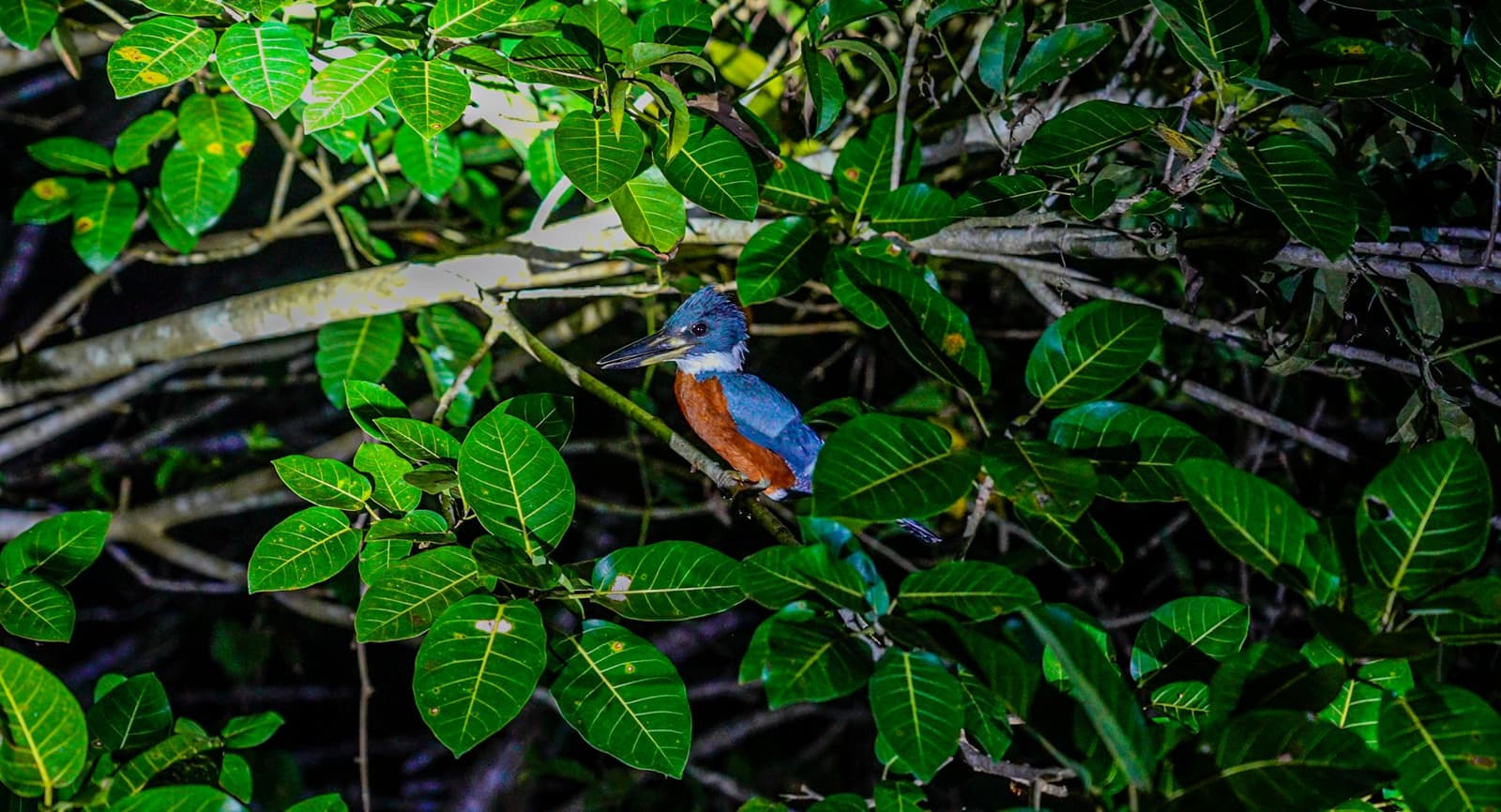 Patience pays off, this one had the best seat in the forest. A ringed kingfisher with vivid blue plumage and a rufous breast perched on a branch hidden among dense green tropical leaves during an Amazon survival tour
