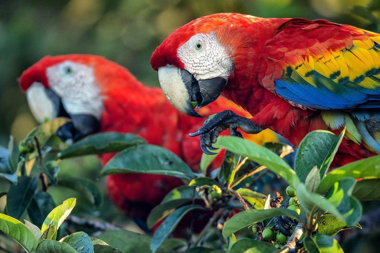 Lunch with a view, no reservation required. Two scarlet macaws with vivid red, yellow, and blue plumage foraging among green leaves and small fruits in an Amazon jungle canopy