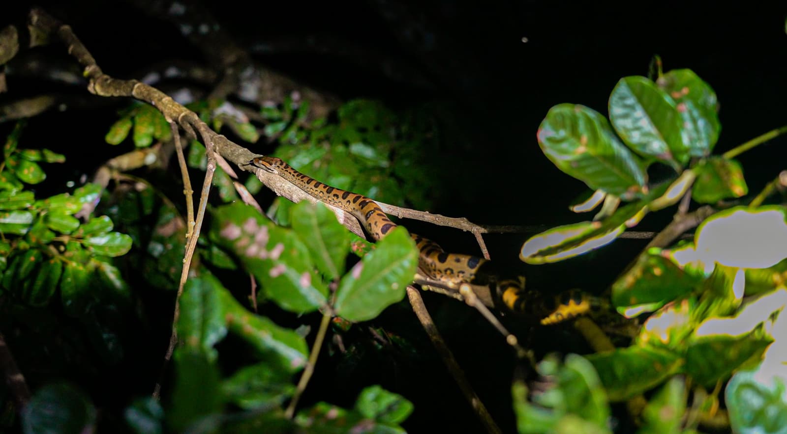 Night walks in the Amazon belong to the creatures you almost miss. A yellow-and-black spotted snake coils along a thin branch during a night tour on an Amazon survival tour, surrounded by dense green foliage