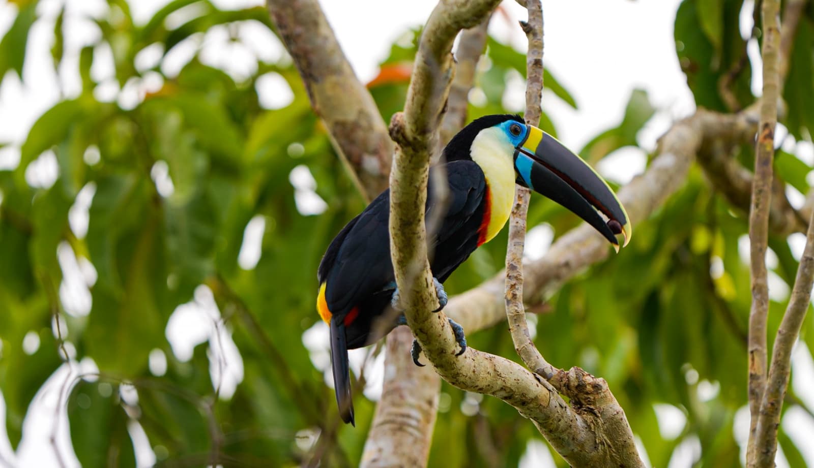 That bill is not subtle, and the toucan knows it. A white-throated toucan with a vivid multicolored bill perches on a bare branch surrounded by lush green foliage during an Amazon survival tour