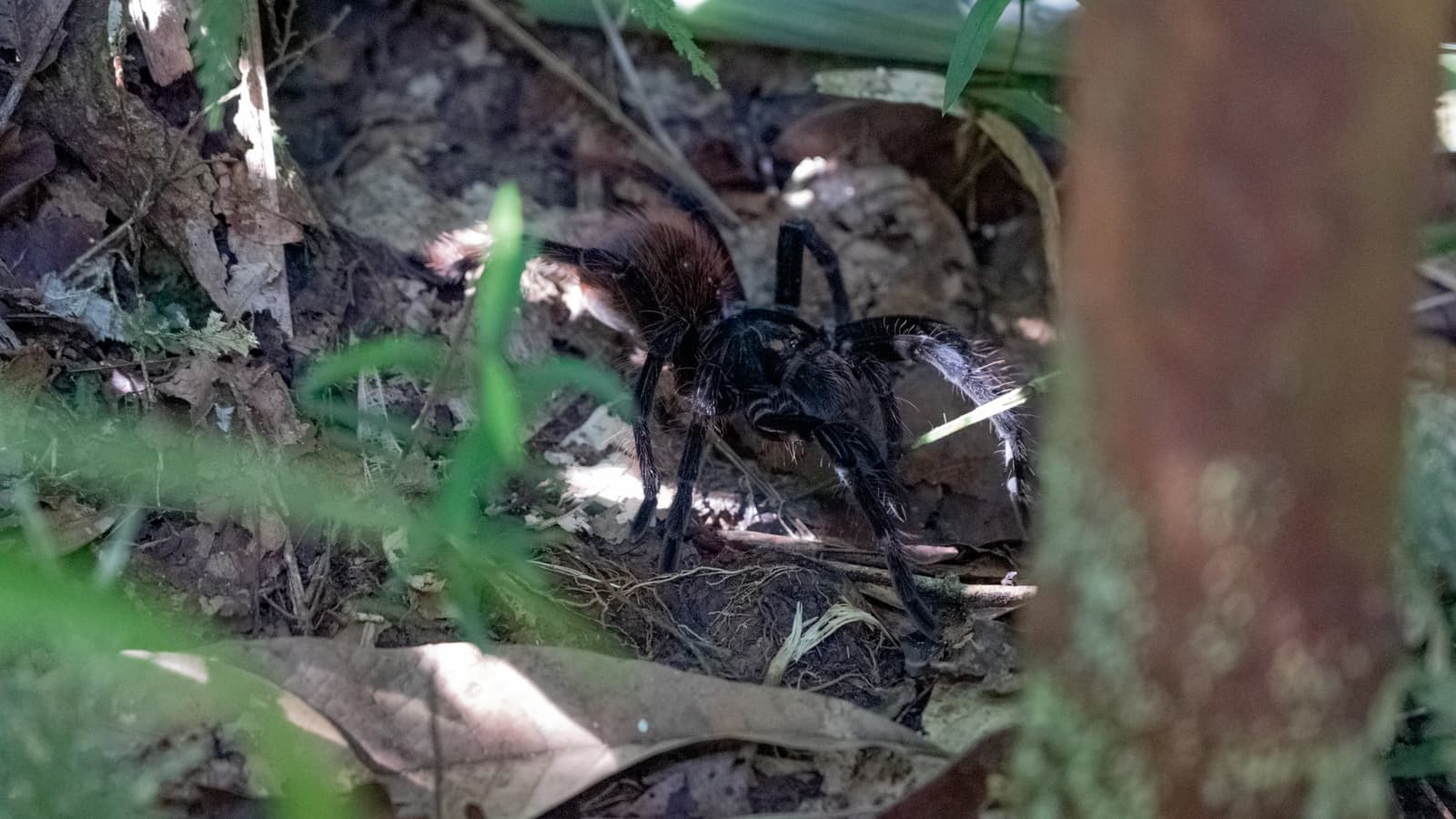 Most visitors walk right past one of these without ever knowing it. A large dark hairy tarantula rests among leaf litter and roots on the forest floor during an Amazon trek and survival tour