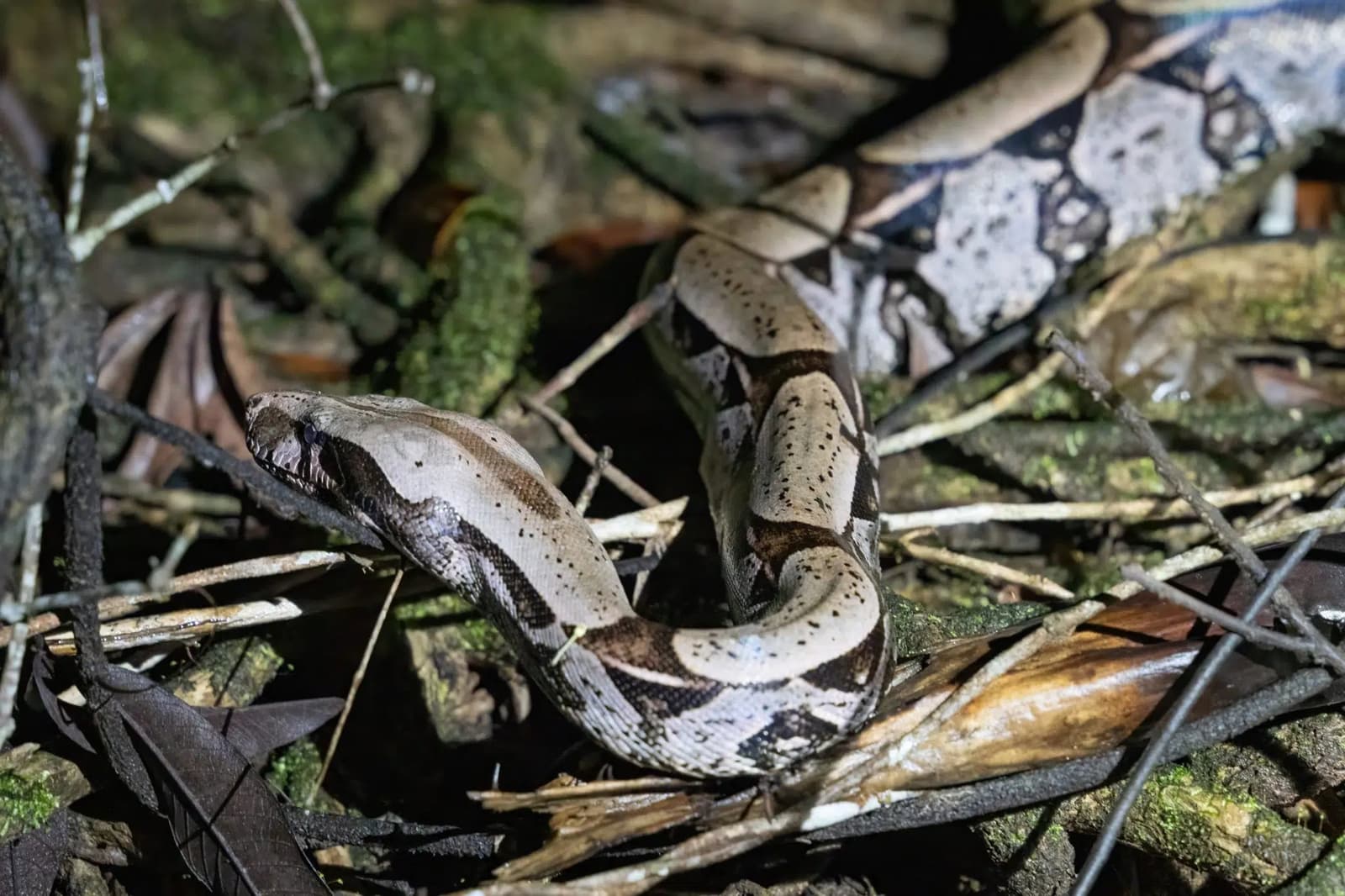 Night walks in the Amazon have a way of rewarding the patient. A boa constrictor coiled among dead leaves and twigs on the rainforest floor, its patterned brown and cream scales blending into the leaf litter — a striking wildlife encounter on an Amazon trek and survival tour