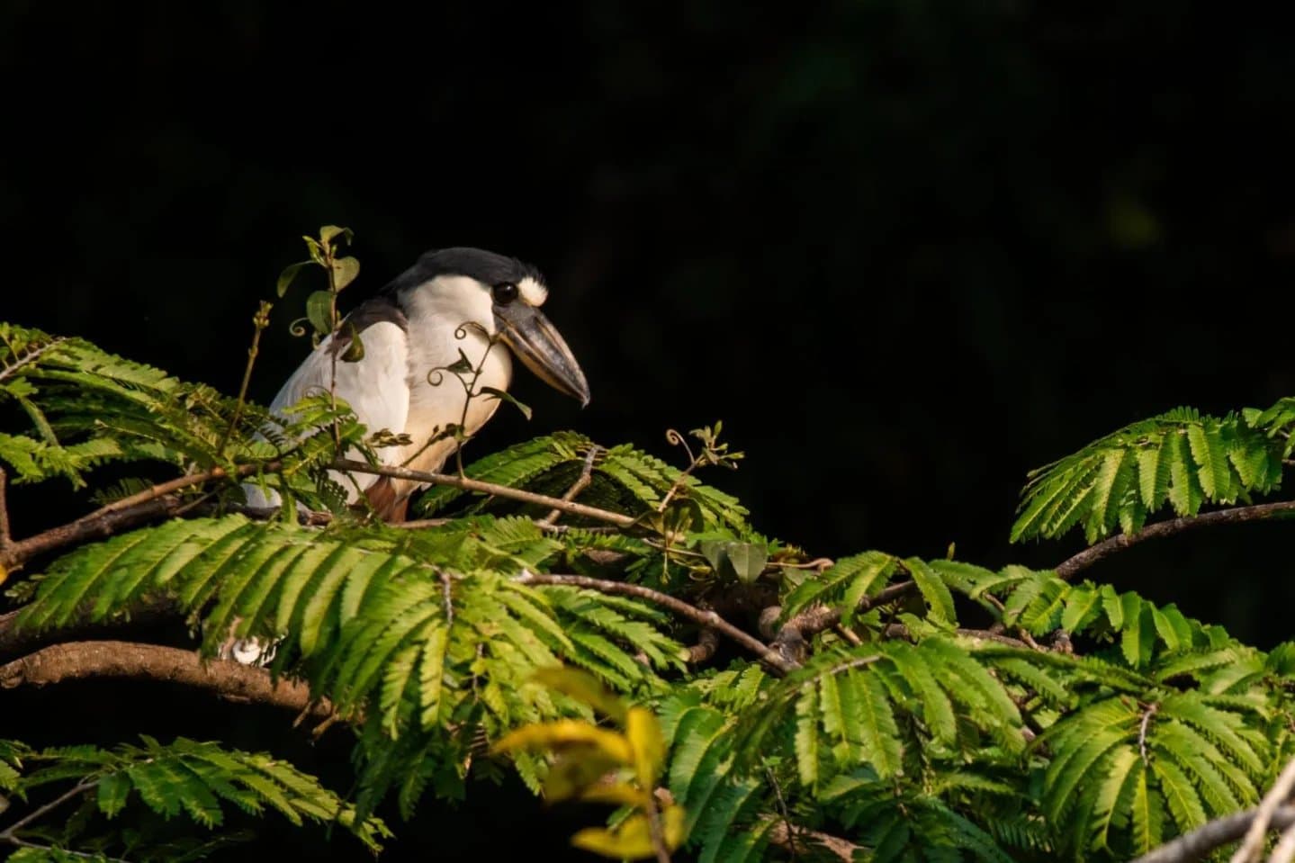 Patient, watchful, and utterly unbothered by your presence. A black-crowned night heron perched among sunlit fern-like leaves against a dark background, spotted during an Amazon trek and survival tour